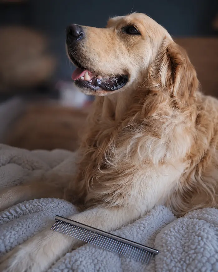 Lana the Golden Retriever lying beside a stainless steel grooming comb