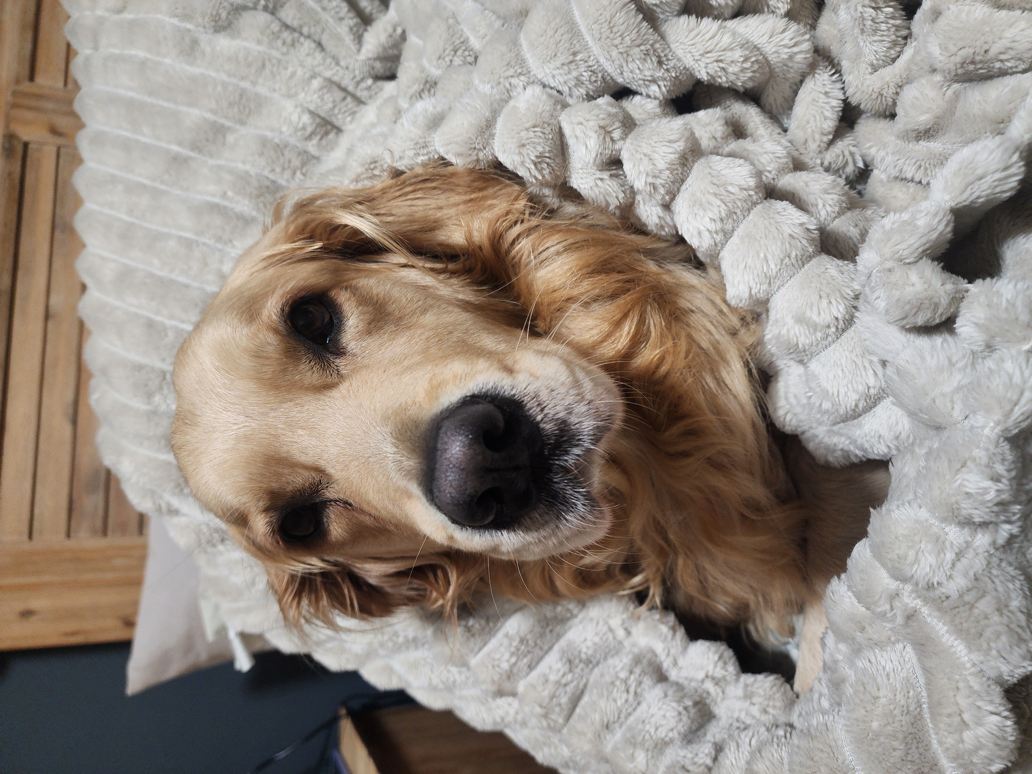 Lana wrapped in a soft blanket, looking up with those warm eyes