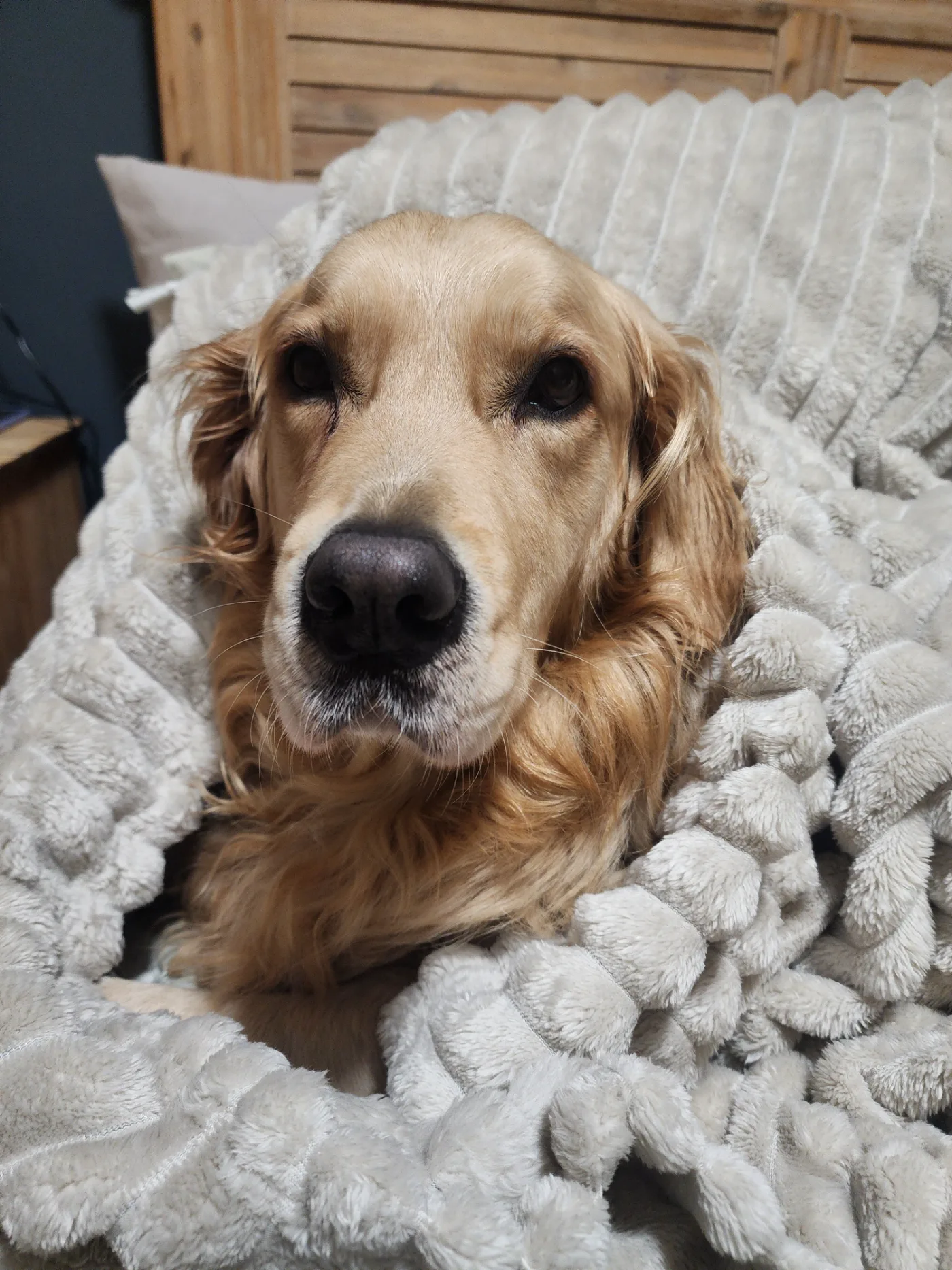 Lana wrapped in a soft blanket, looking up with those warm eyes