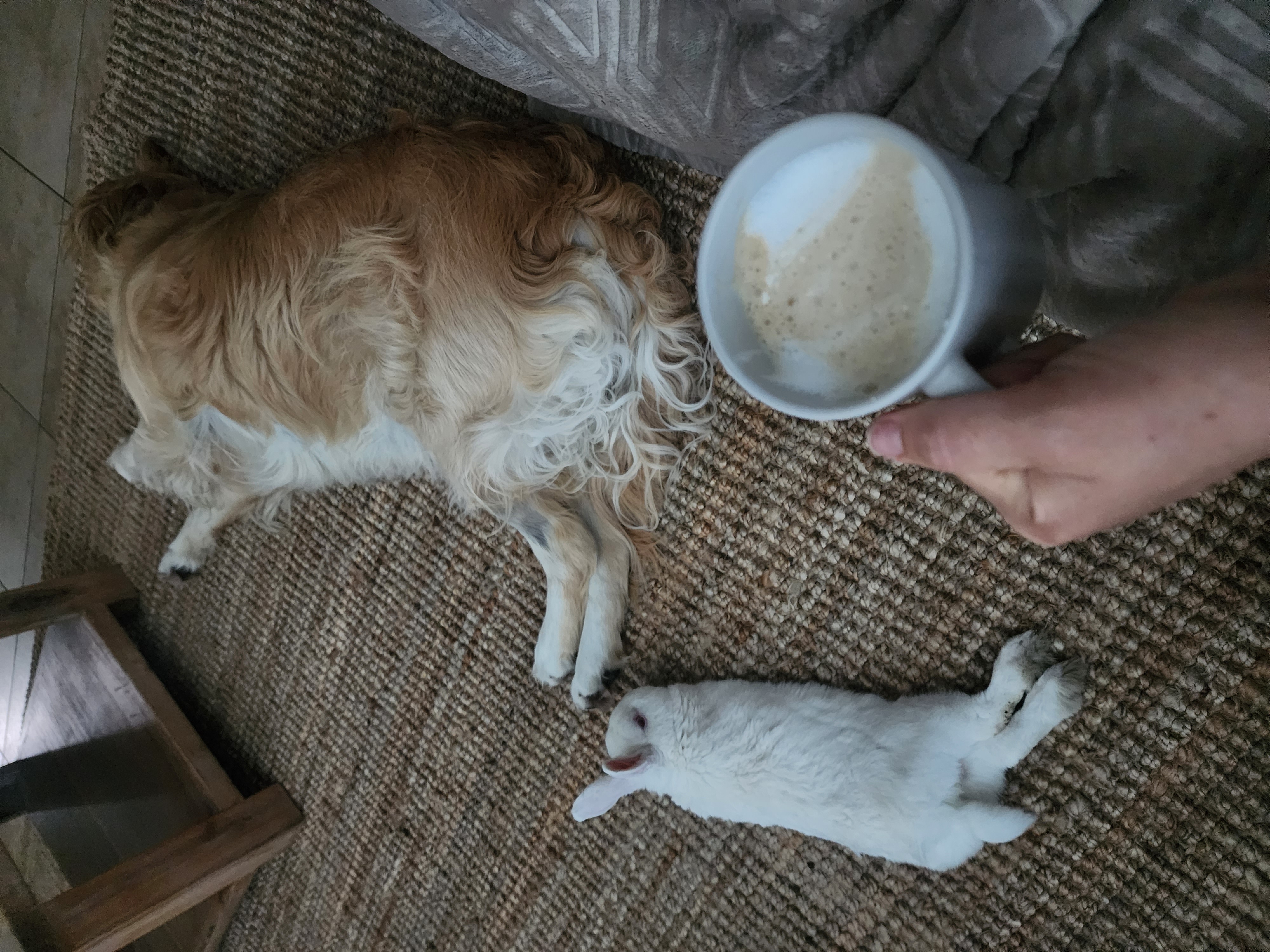 Lana and Marshie resting side by side on the floor, coffee cup nearby