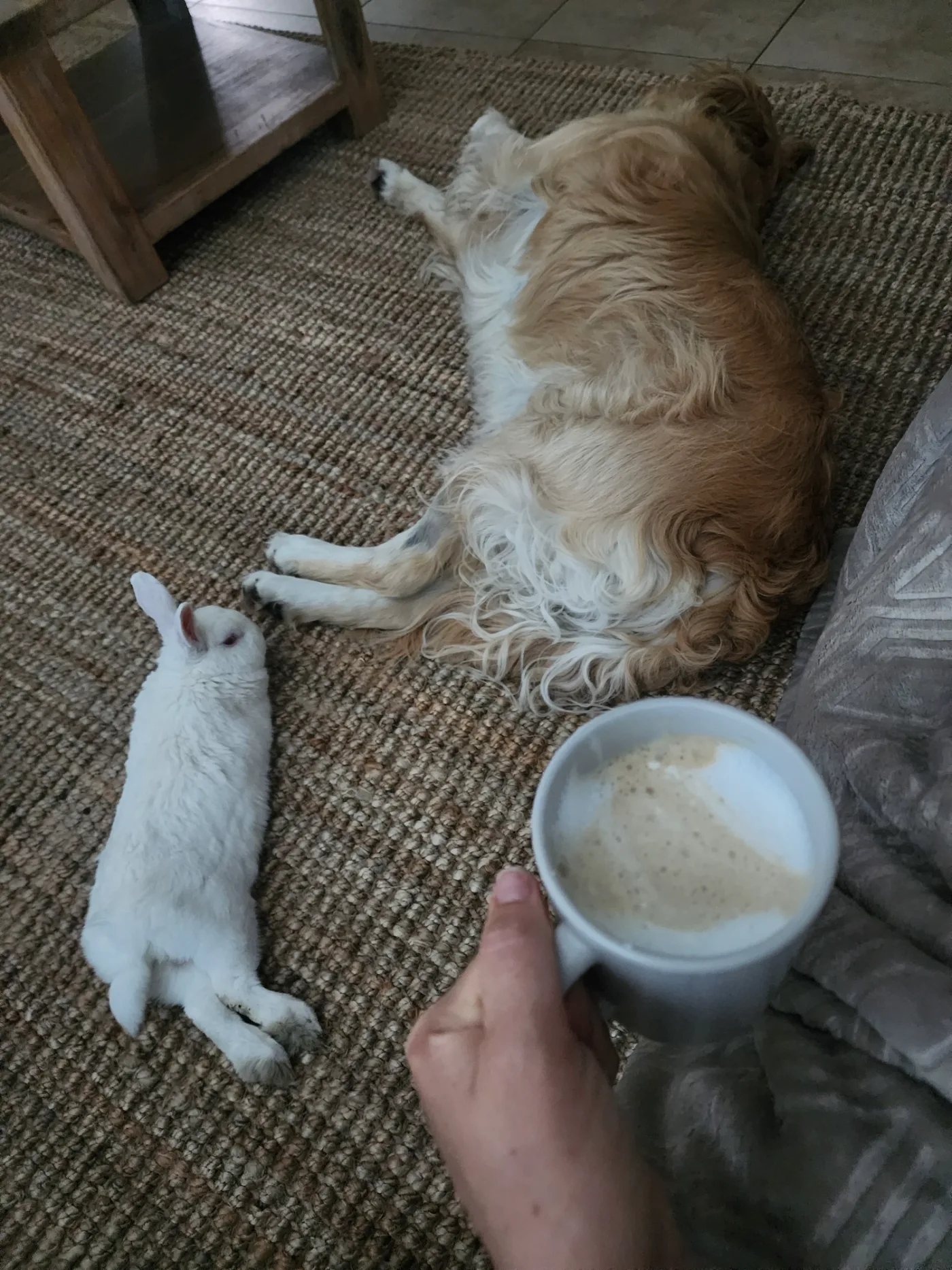 Lana and Marshie resting side by side on the floor, coffee cup nearby
