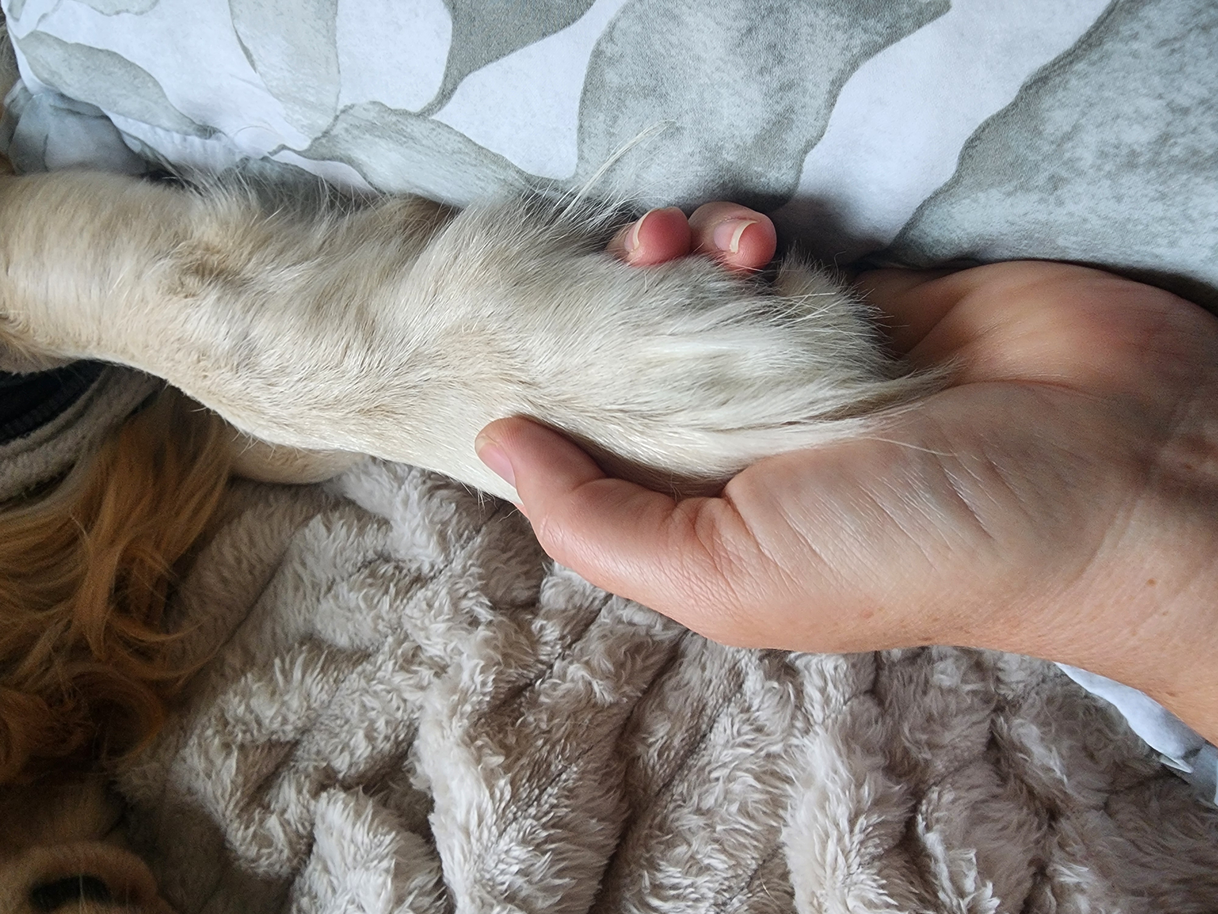 A hand resting gently on Lana's paw