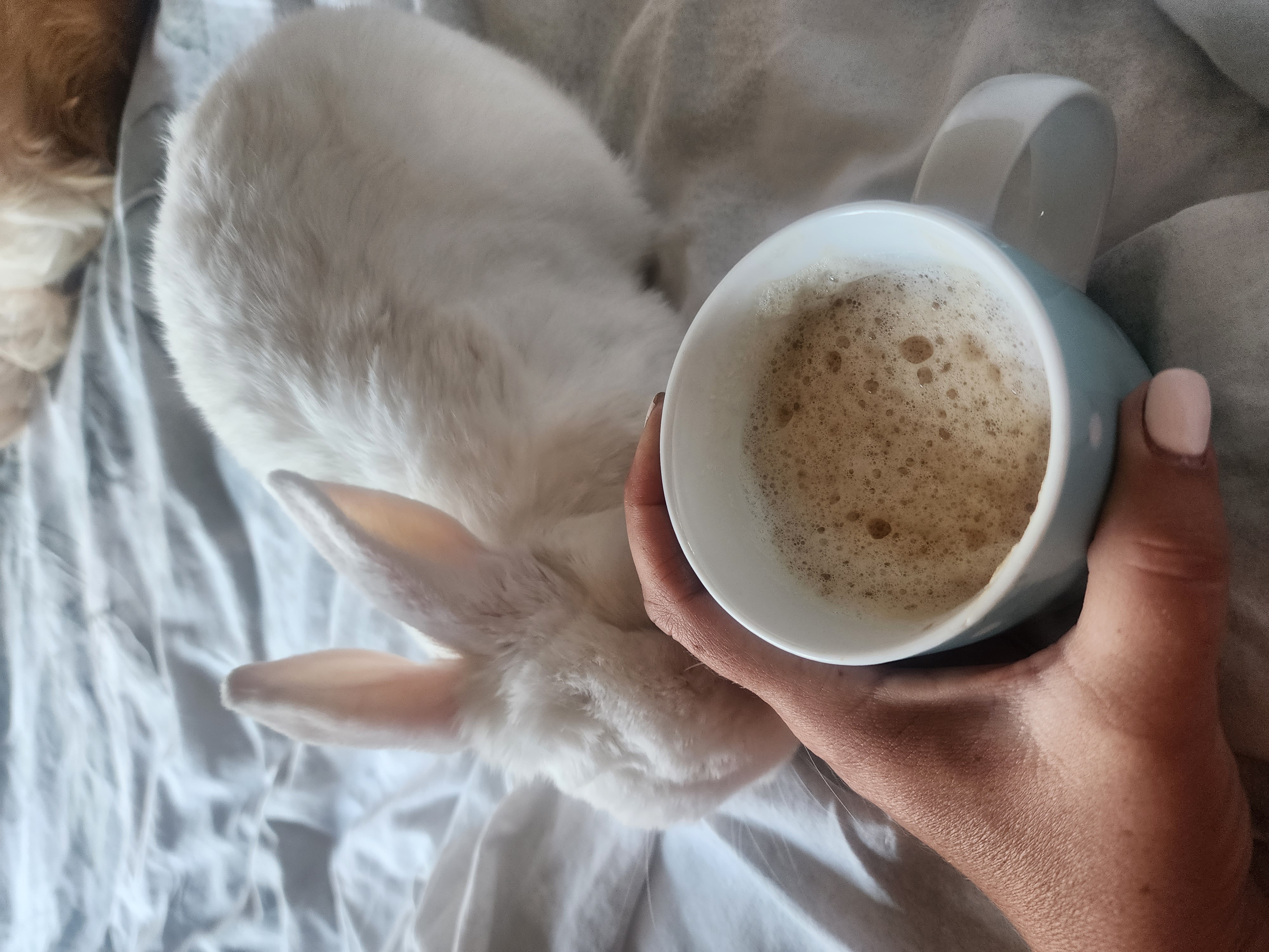Marshie beside a coffee cup on a grey blanket, Lana sleeping softly in the background