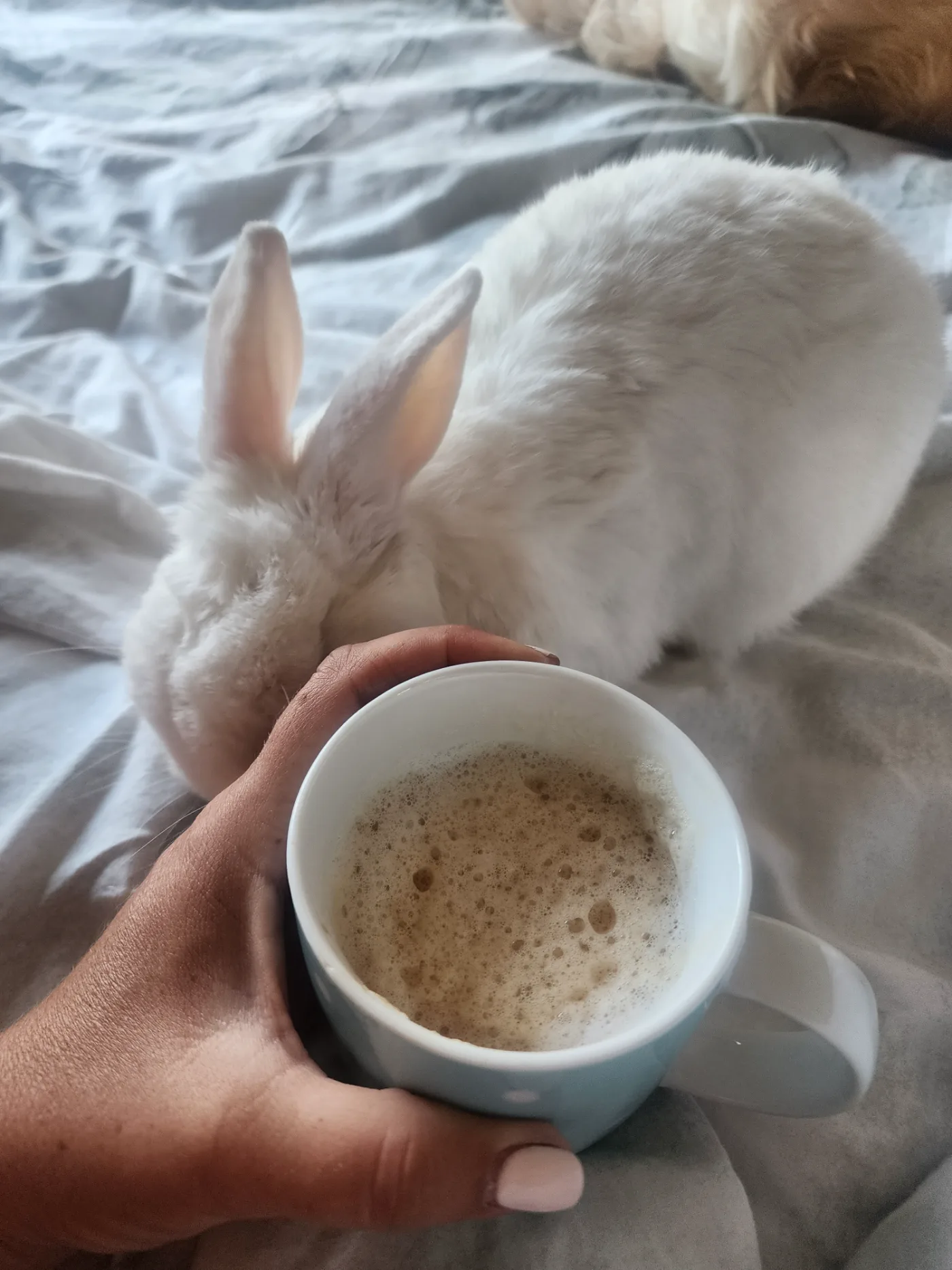 Marshie beside a coffee cup on a grey blanket, Lana sleeping softly in the background