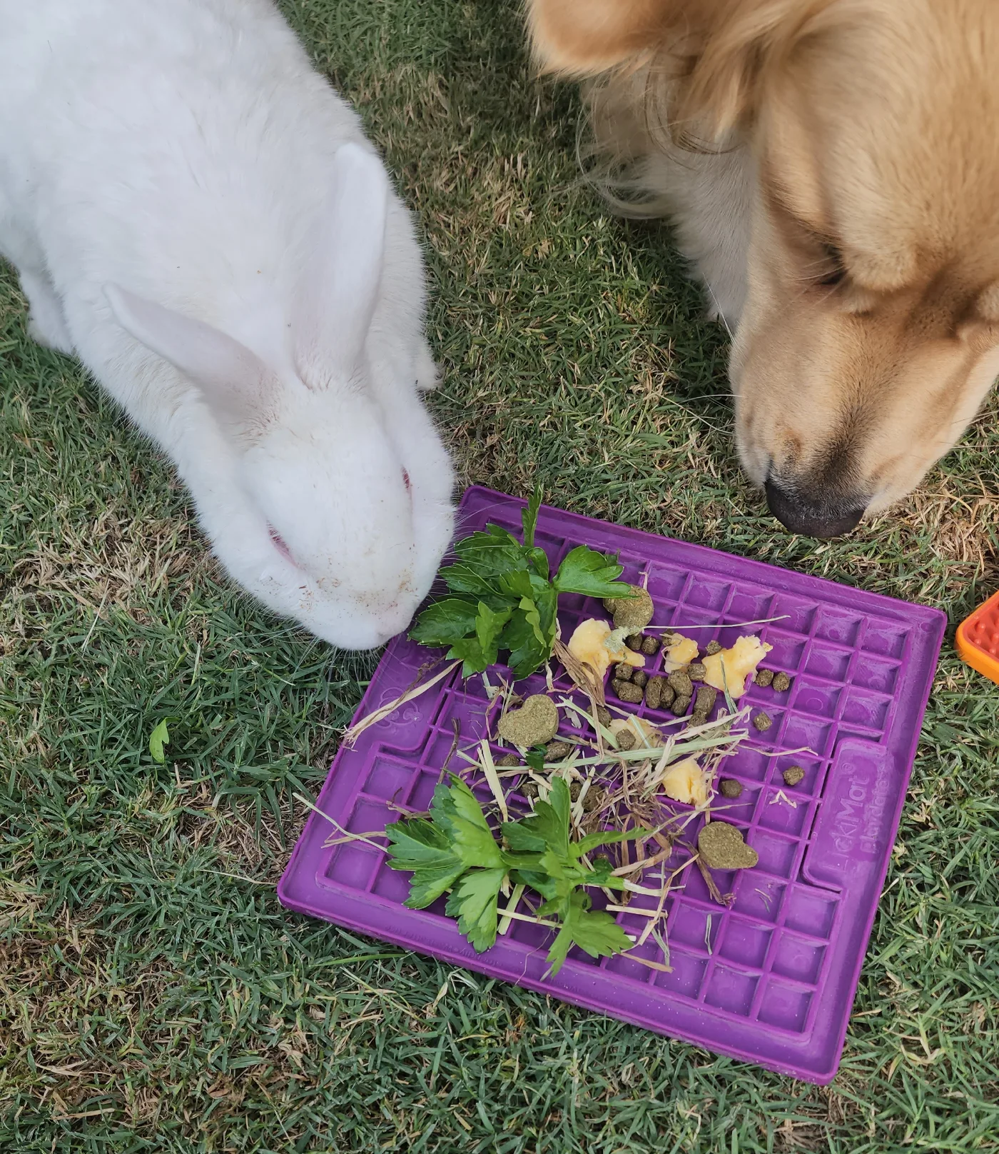 Marshie the rabbit and Lana both enjoying the purple lick mat