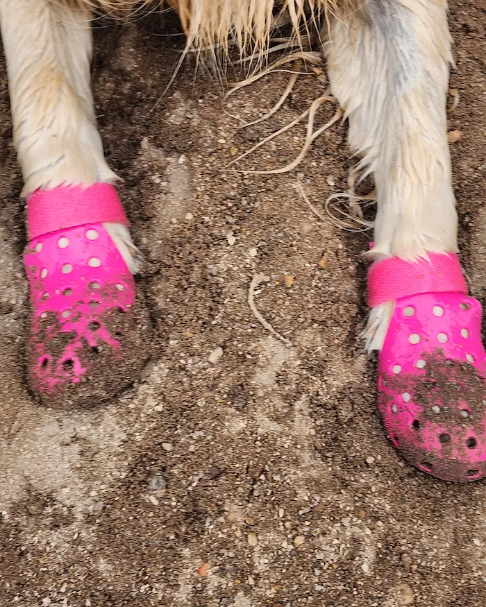 Lana's paws in muddy pink booties after a rainy walk