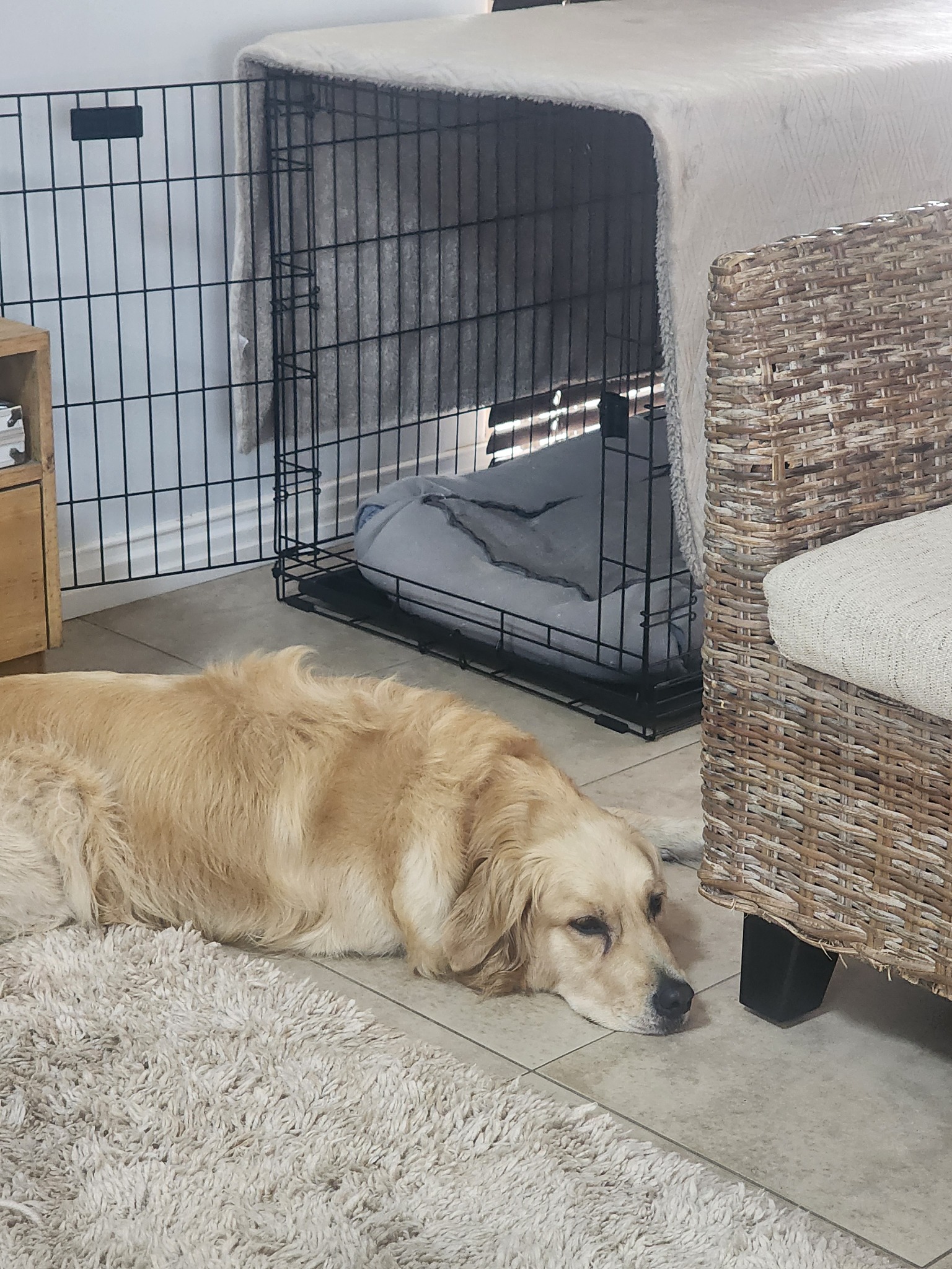 Lana resting beside her crate