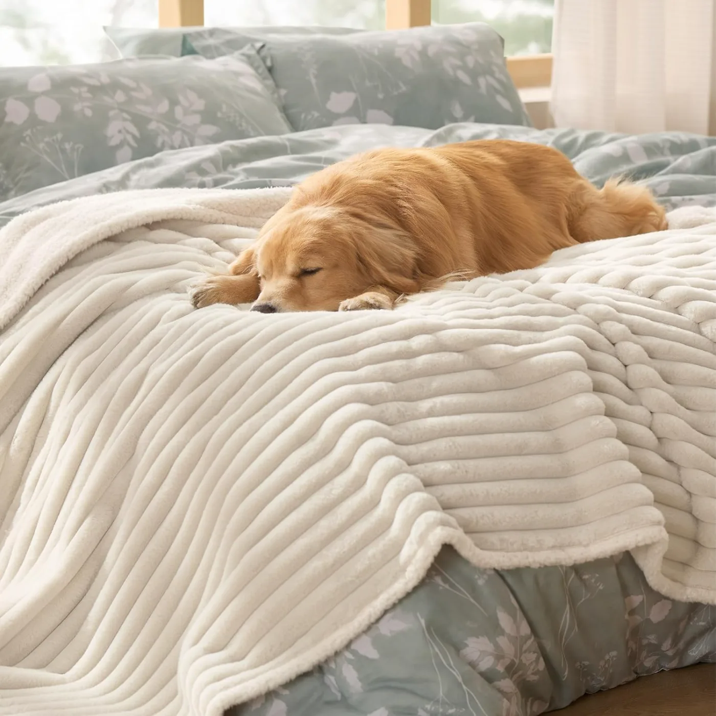 Golden retriever sleeping on a cream corduroy dog blanket