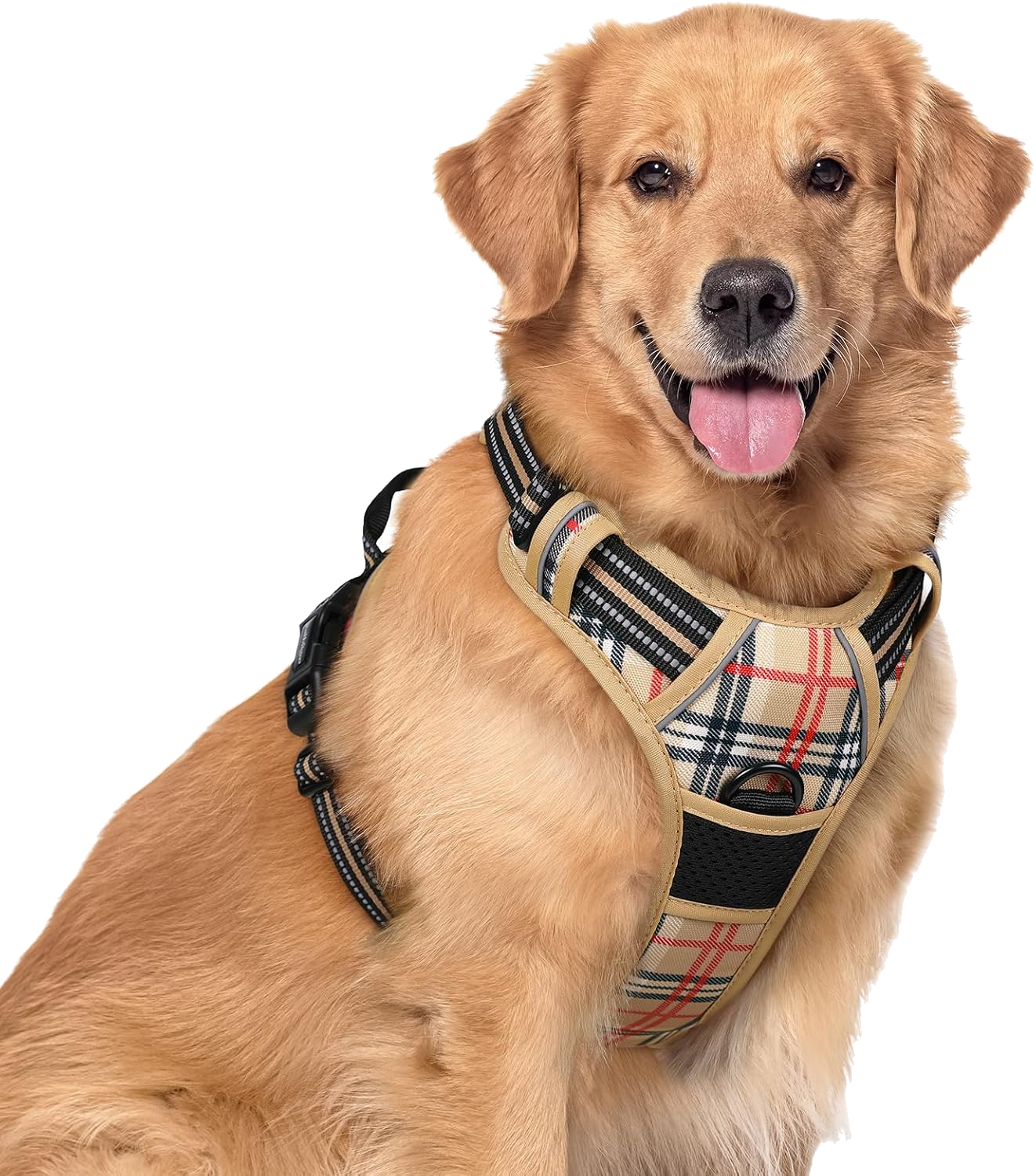 Golden retriever wearing a tan plaid dog harness