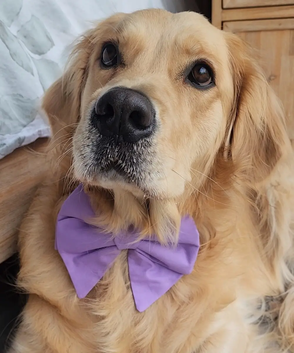 Lana the golden retriever in a lavender bow, looking up from the bed