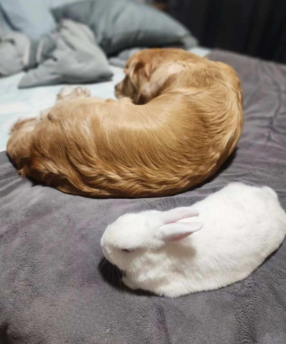 Lana curled asleep on the bed with Marshie resting nearby