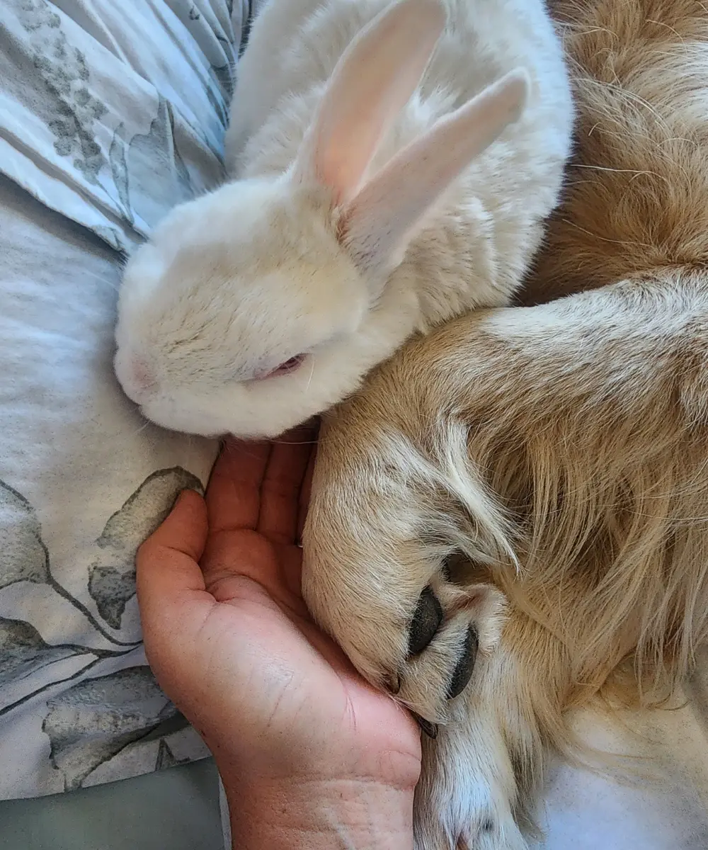 My hand resting under Lana’s paw with Marshie asleep beside it