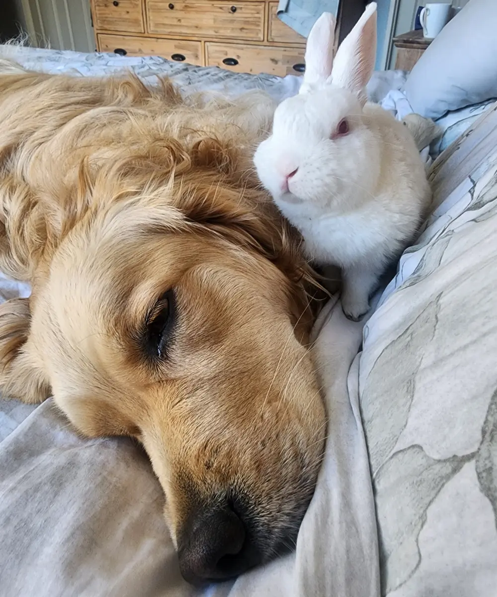 Lana the golden retriever lying on the bed with Marshie the white bunny beside her head