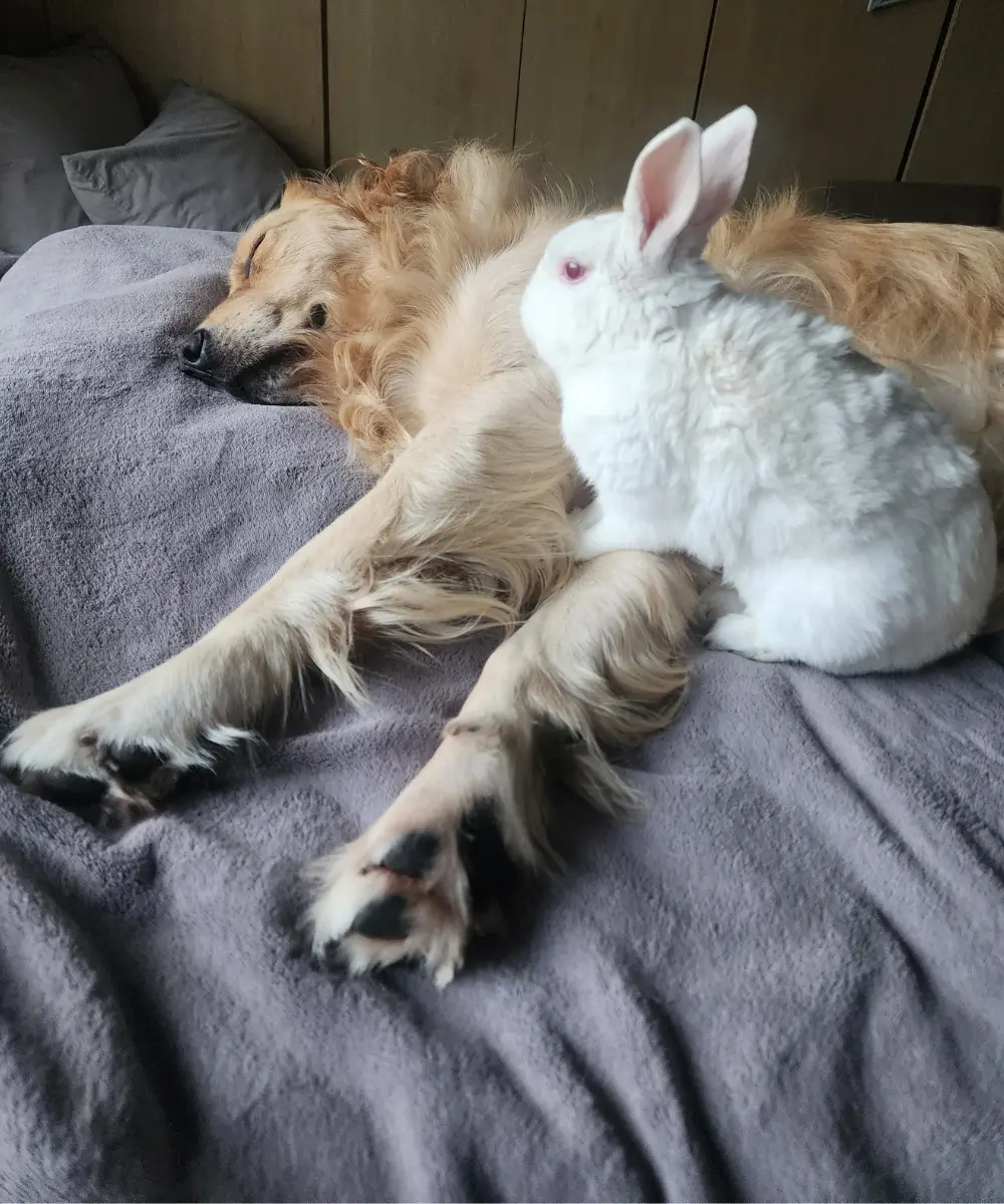 Lana stretched out asleep with Marshie tucked against her