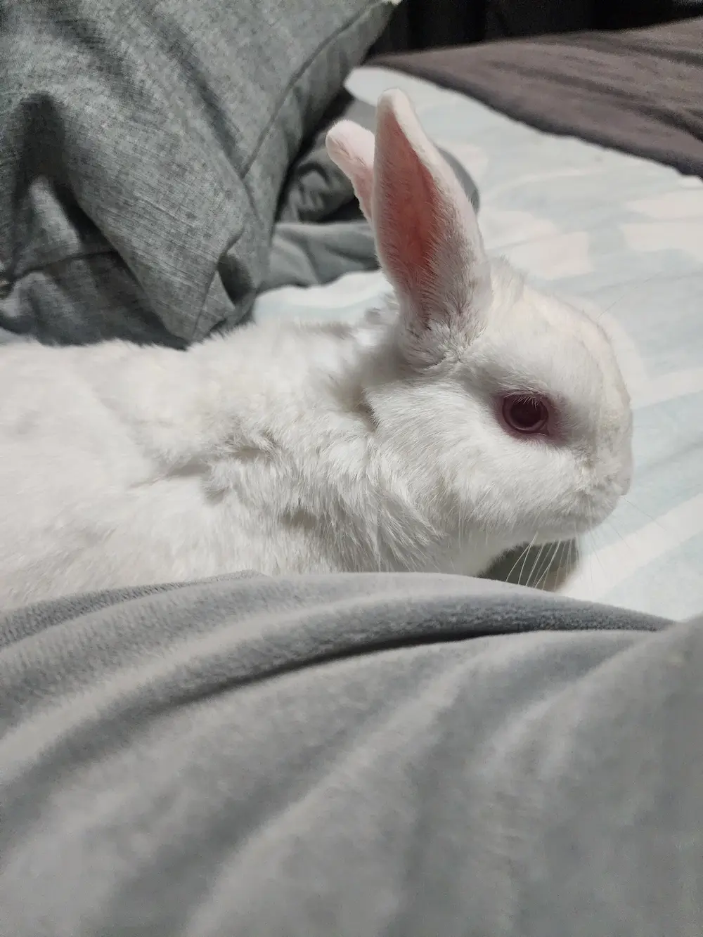 Marshie the white bunny resting on the bed beside me