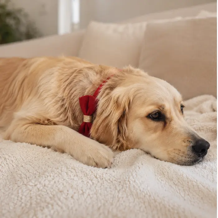 Lana the golden retriever sleeping comfortably