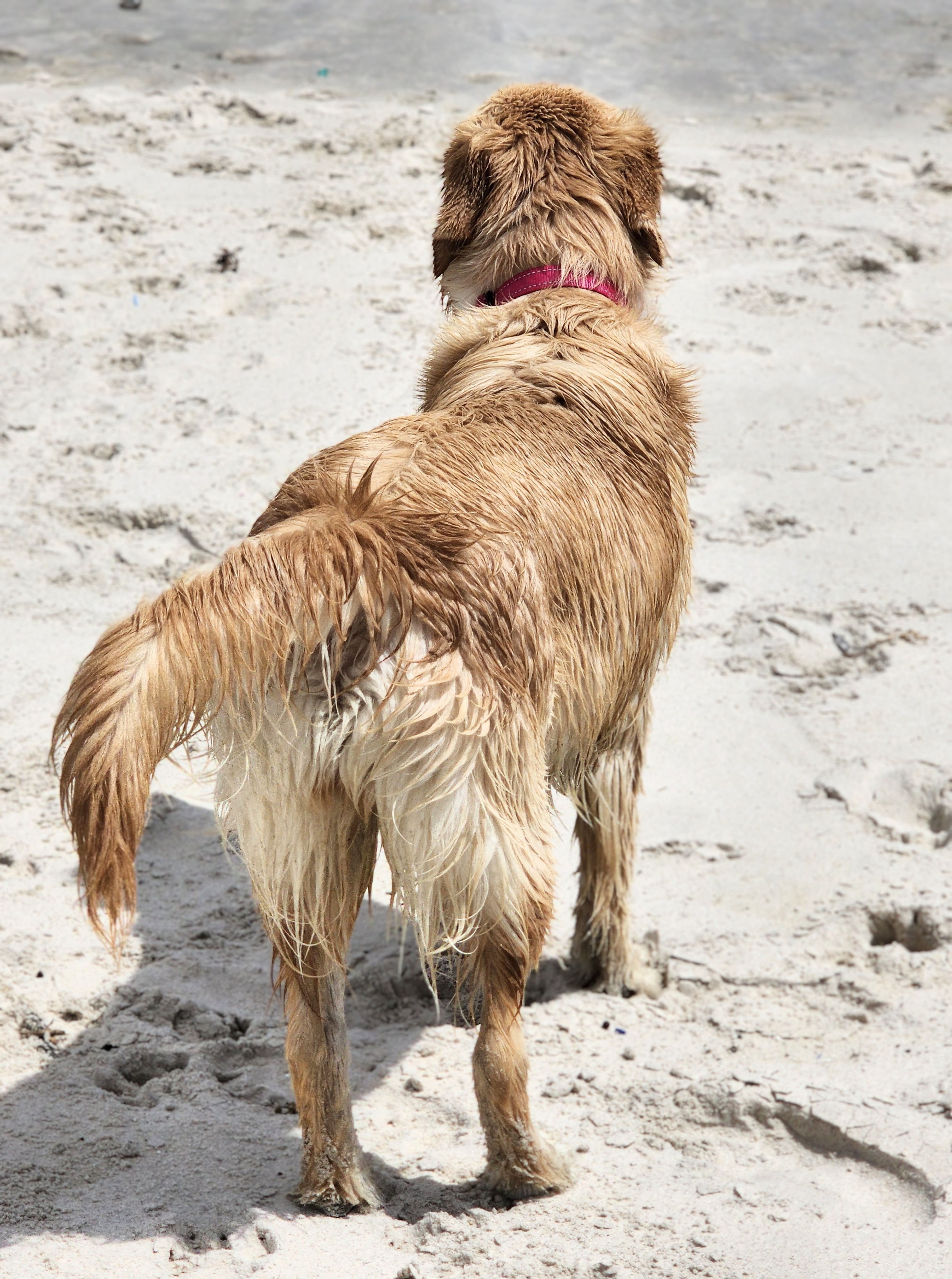 Lana soaking wet on the beach, tail mid-wag, living her best life