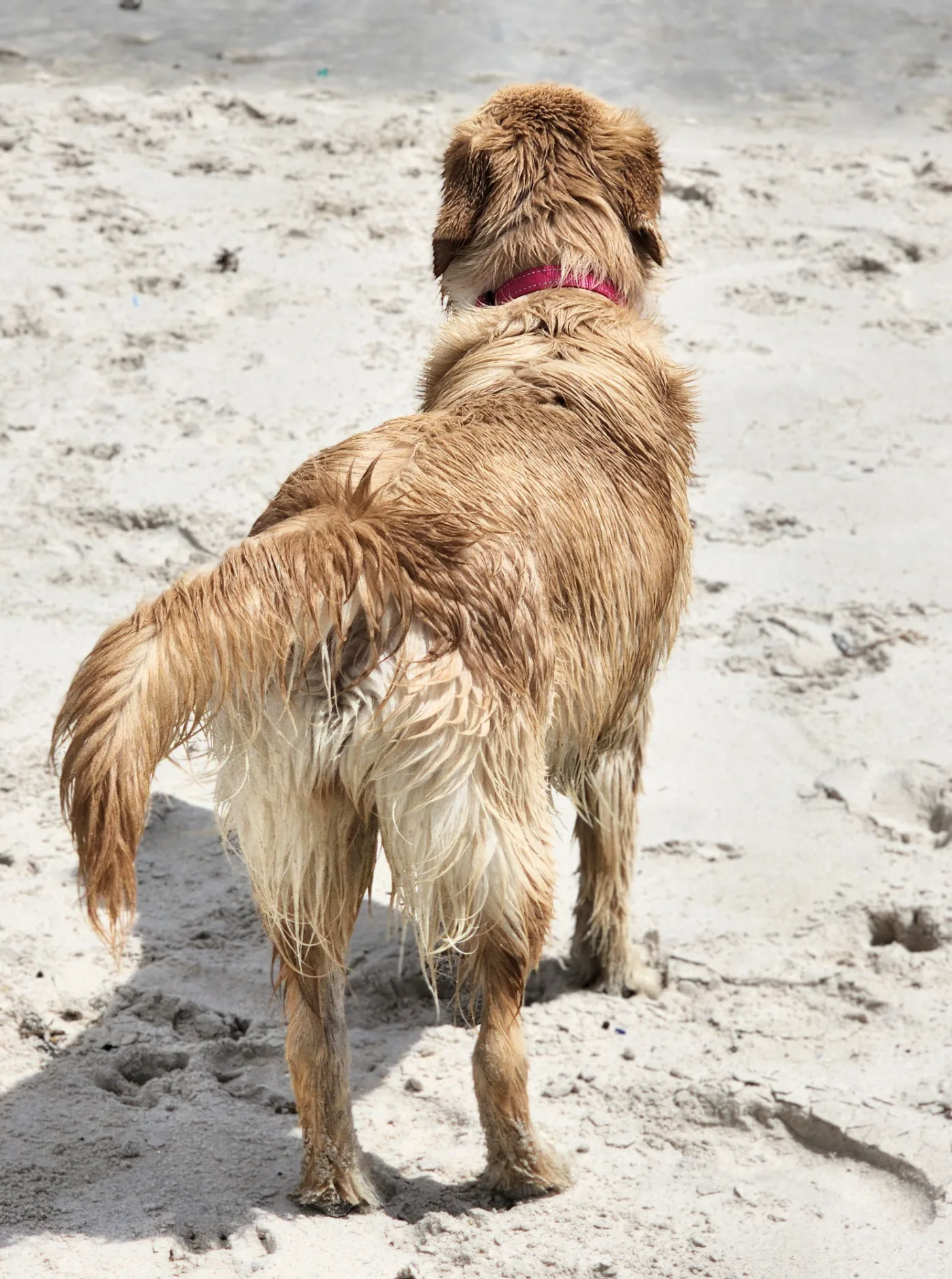 Lana soaking wet on the beach, tail mid-wag, living her best life