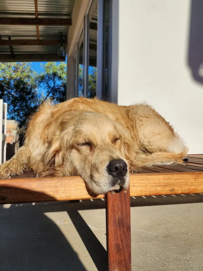 Lana fast asleep on a wooden bench in the afternoon sun