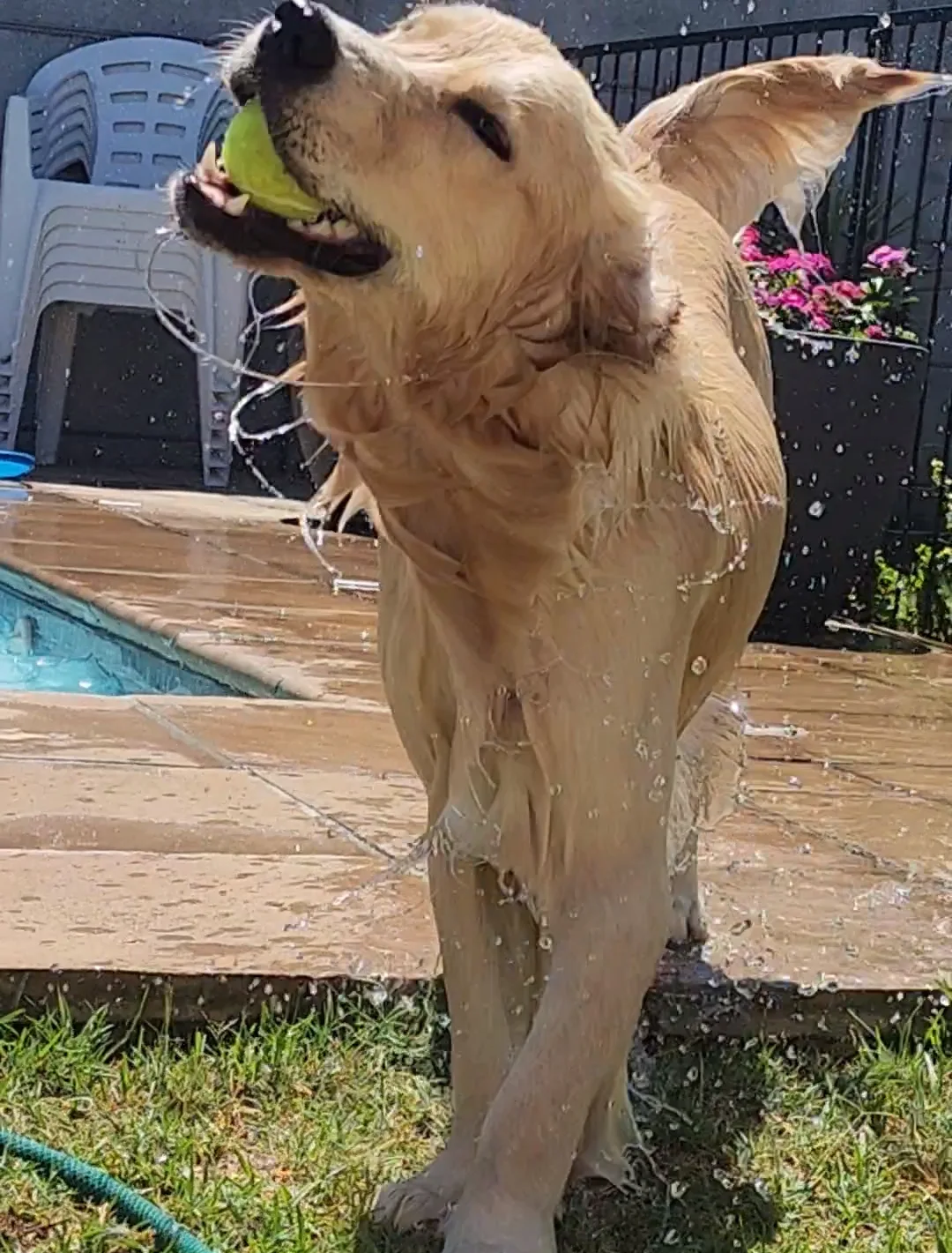 Lana soaking wet with a tennis ball, tail up, sunshine day in full swing