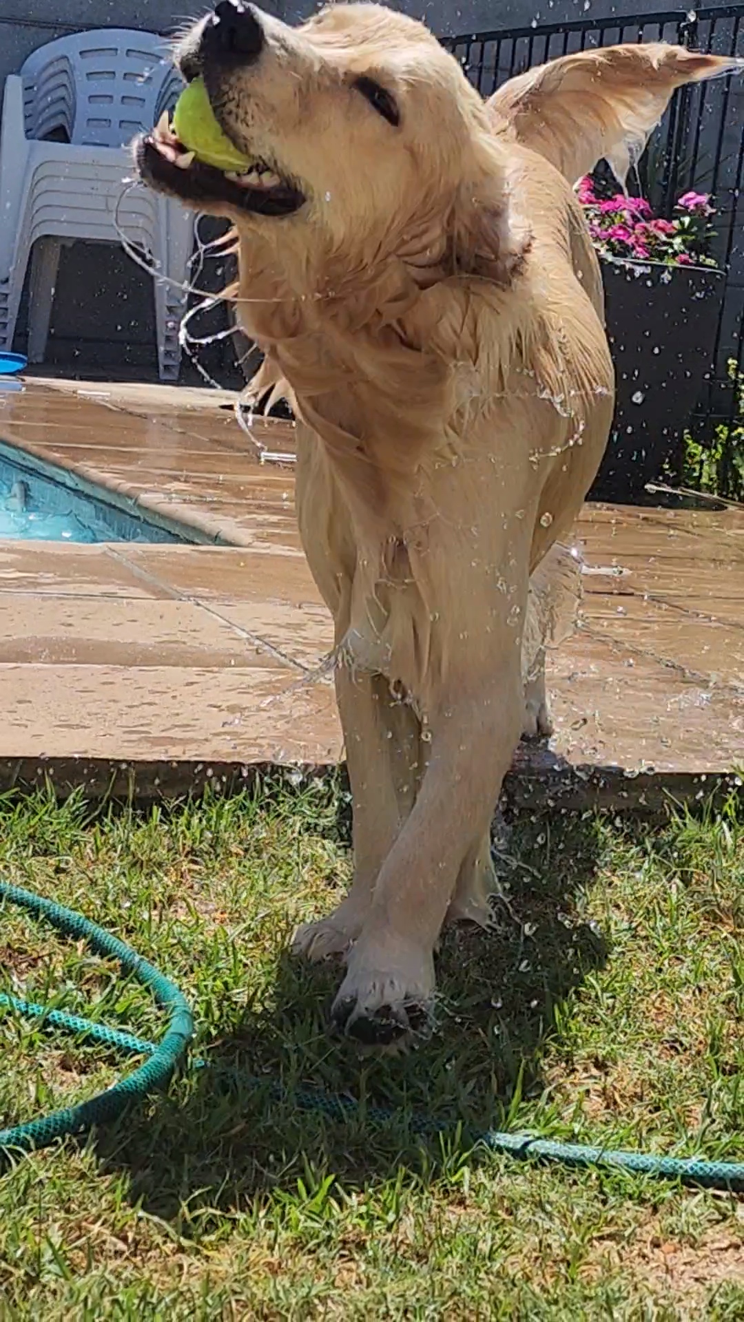 Lana soaking wet with a tennis ball, tail up, sunshine day in full swing