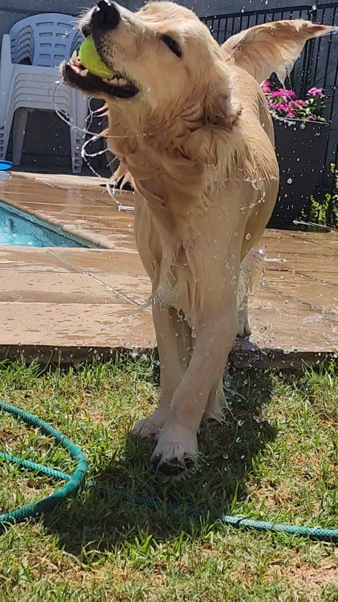 Lana soaking wet with a tennis ball, tail up, sunshine day in full swing