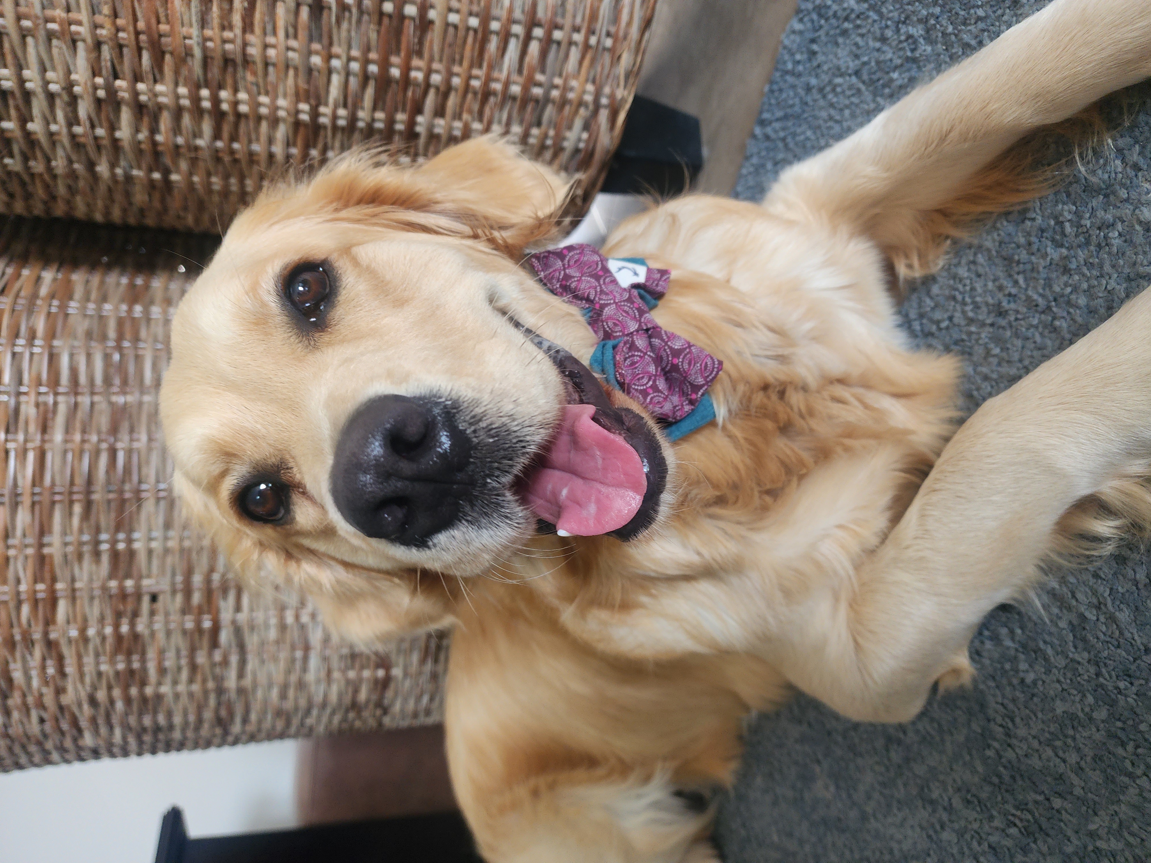 Lana the golden retriever smiling in her bow tie