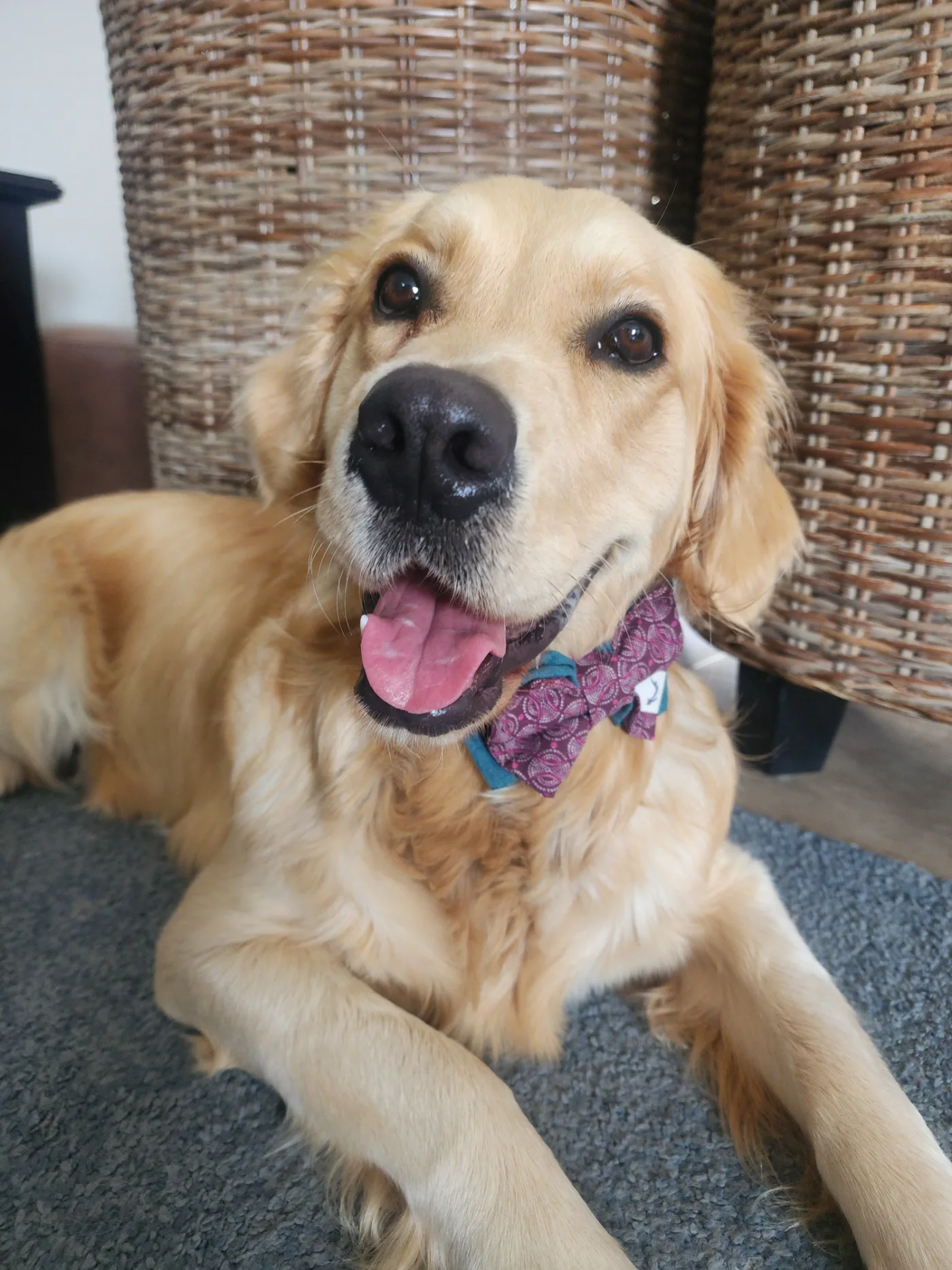 Lana the golden retriever smiling in her bow tie