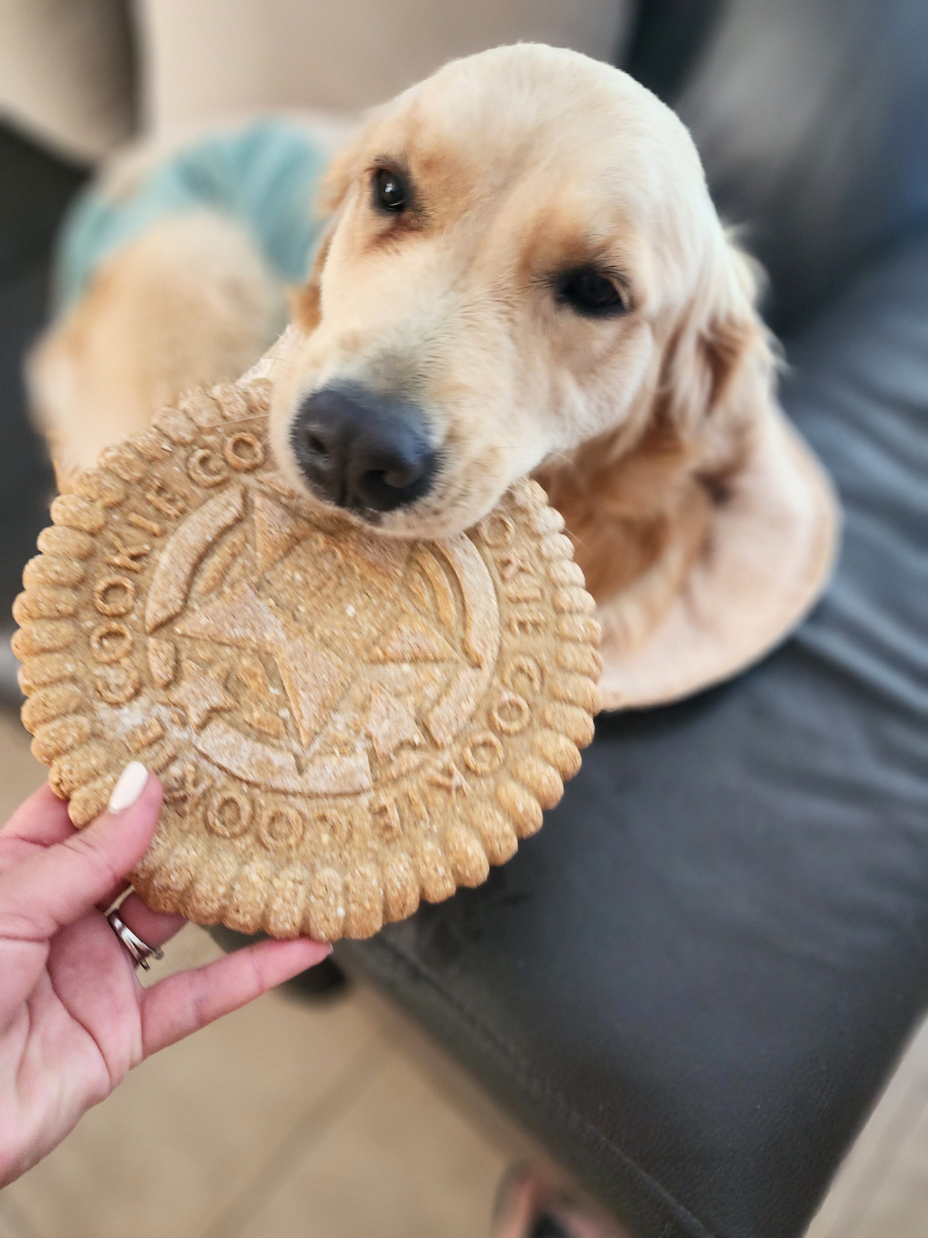 Lana eyeing a giant cookie
