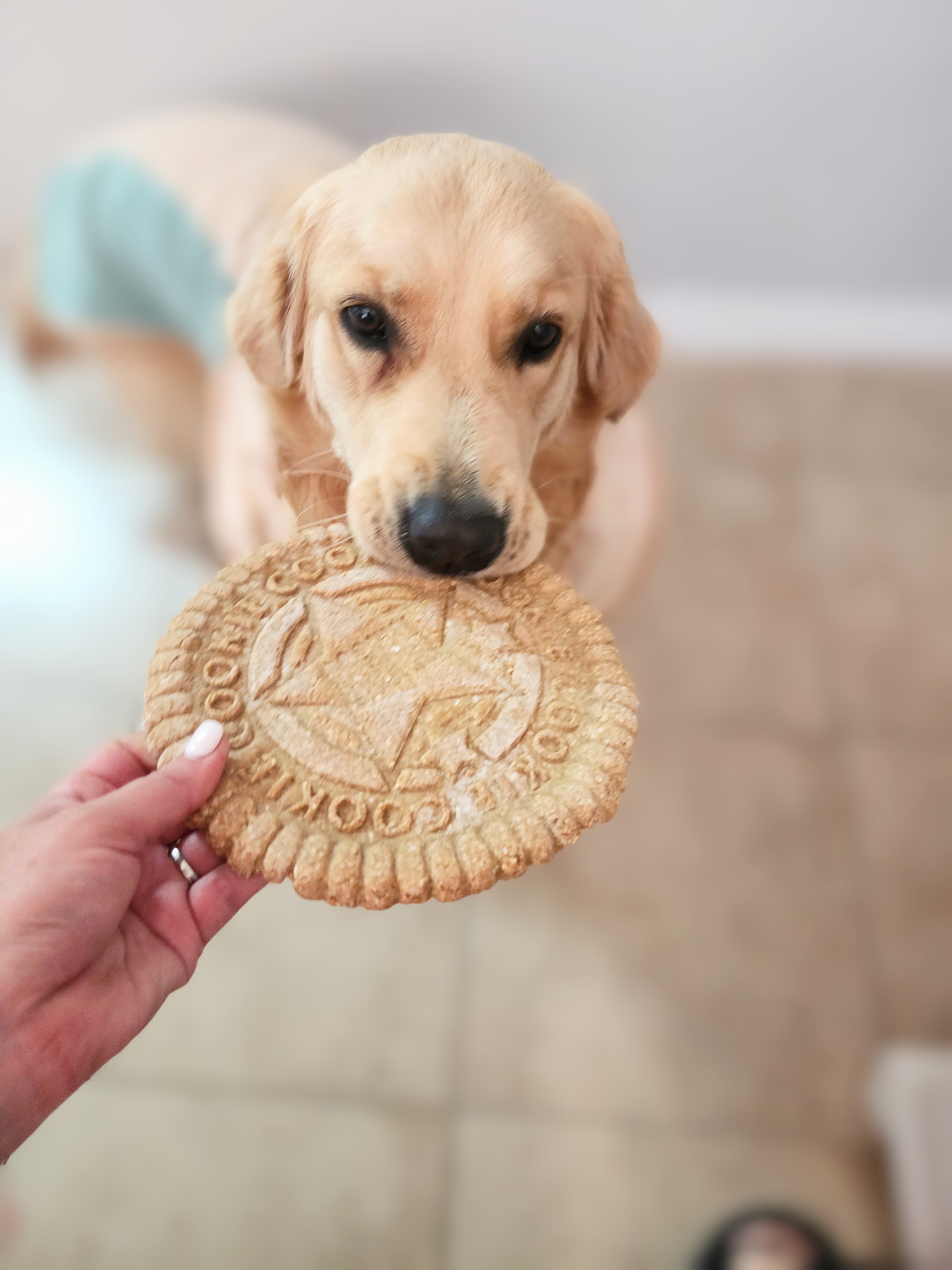 Lana waiting patiently for a cookie