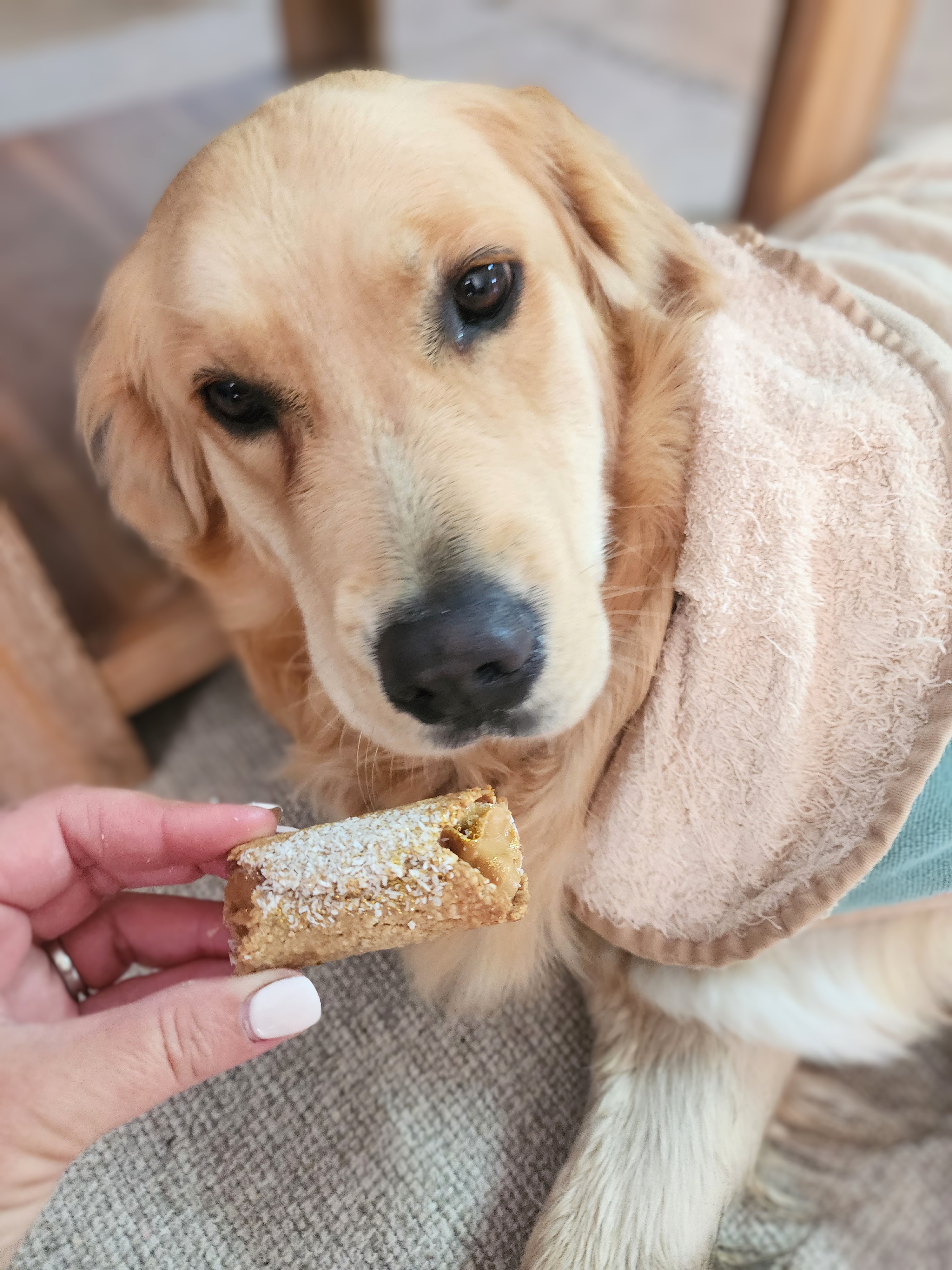 Lana giving the full treat stare in her fluffy robe