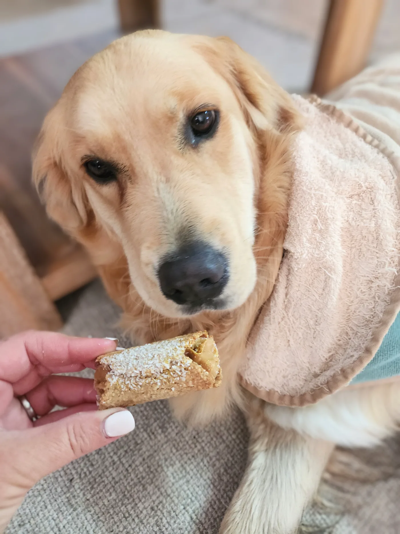 Lana giving the full treat stare in her fluffy robe