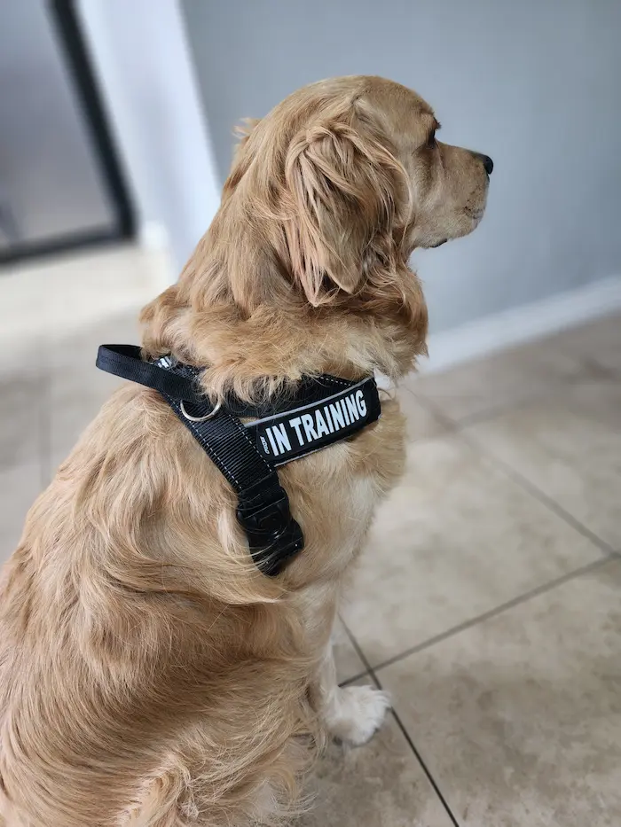 Lana the golden retriever sitting in a black harness with an IN TRAINING patch