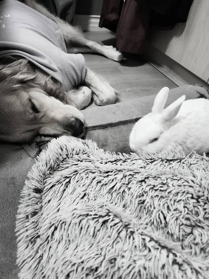 Lana the golden retriever asleep on a blanket with Marshie the white rabbit resting nearby