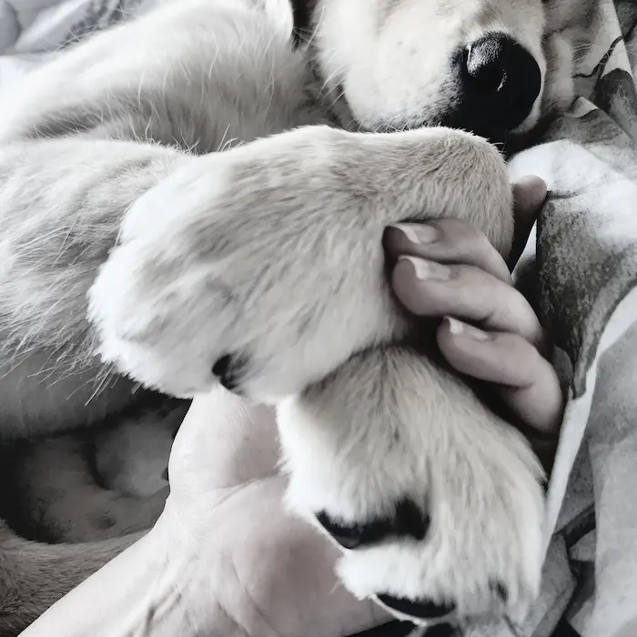 Lana the golden retriever asleep with both front paws resting in a human hand