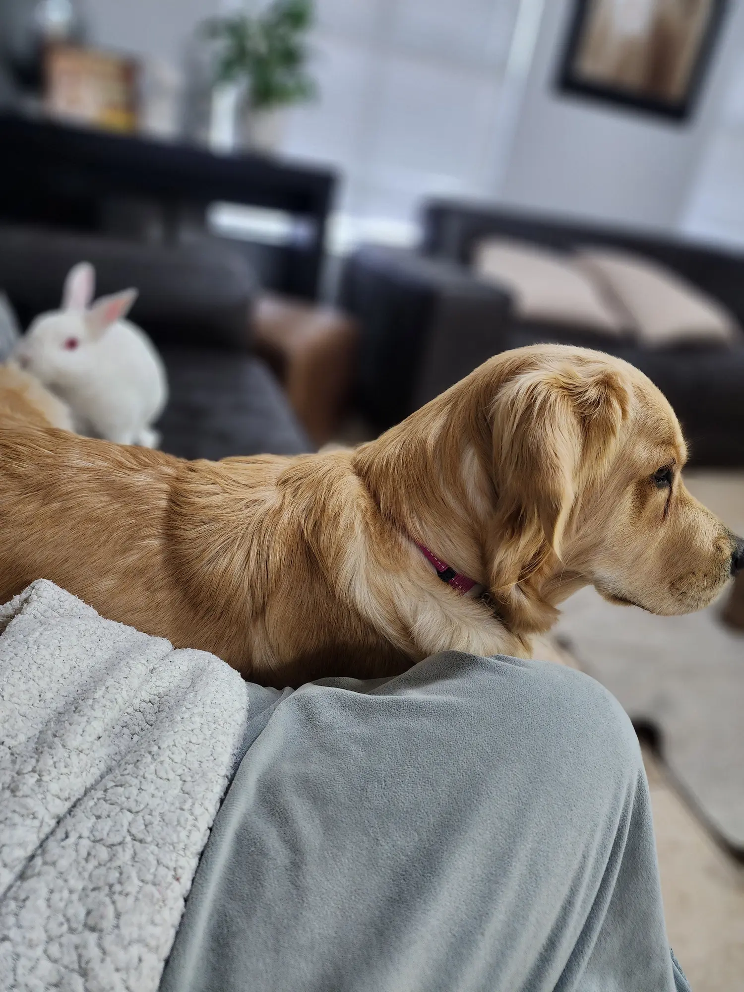 Lana sitting on Anelda's lap with Marshie the bunny in the background