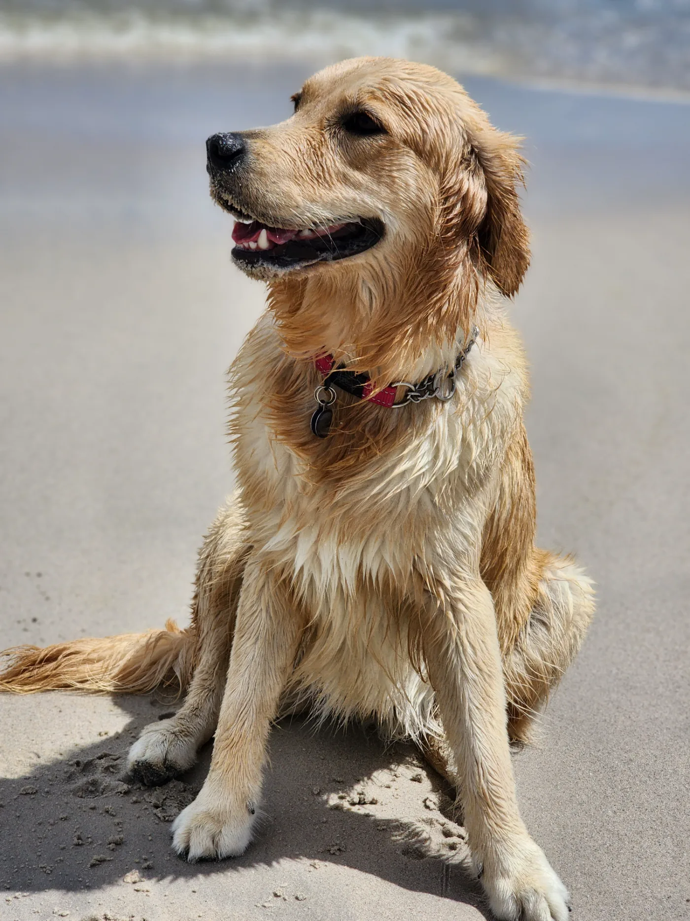 Lana wet and happy on the beach, sitting tall and soaking it all in
