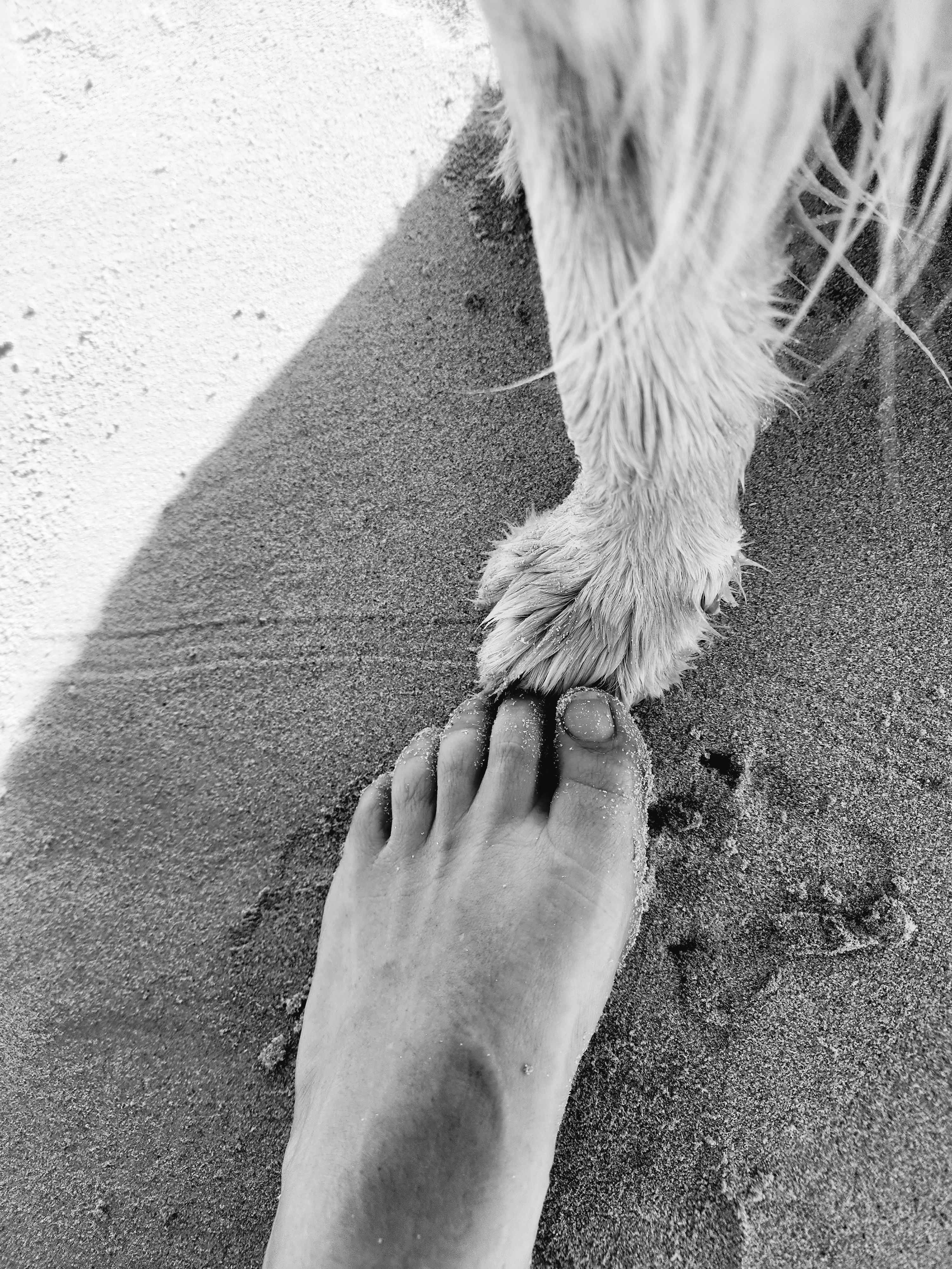 Lana's paw resting beside a bare human foot in the sand — side by side