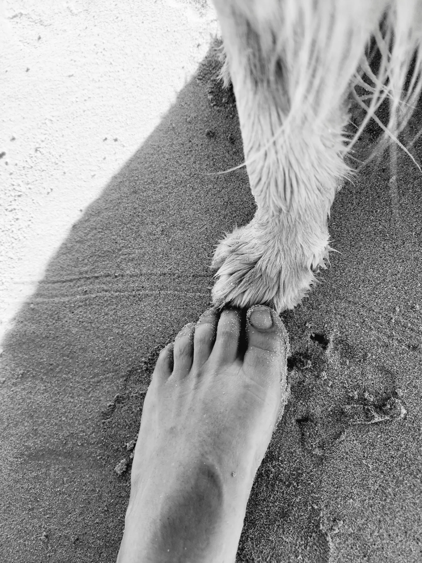 Lana's paw resting beside a bare human foot in the sand — side by side
