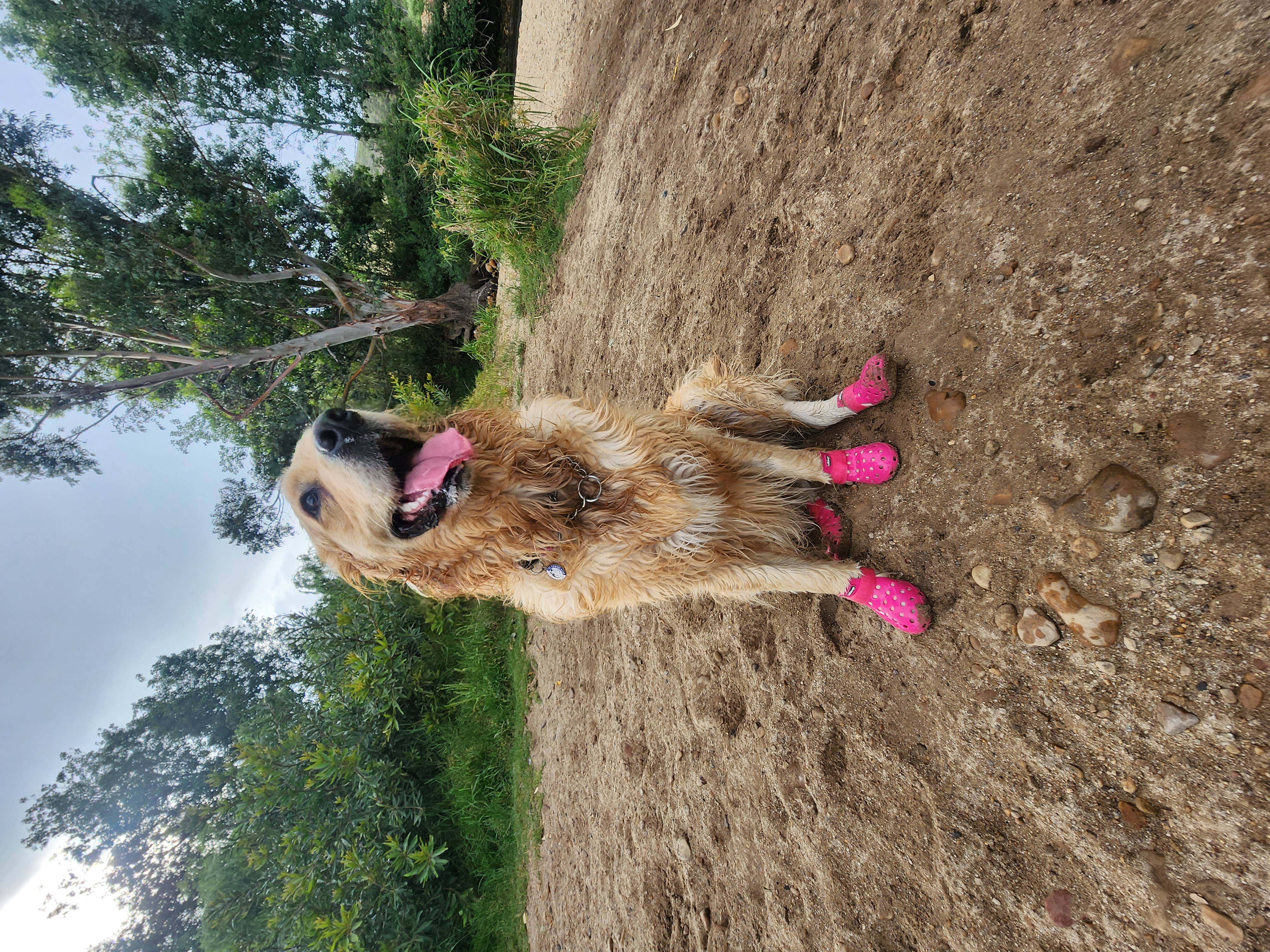 Lana sitting in the mud with her pink boots on, tongue out and absolutely delighted with herself