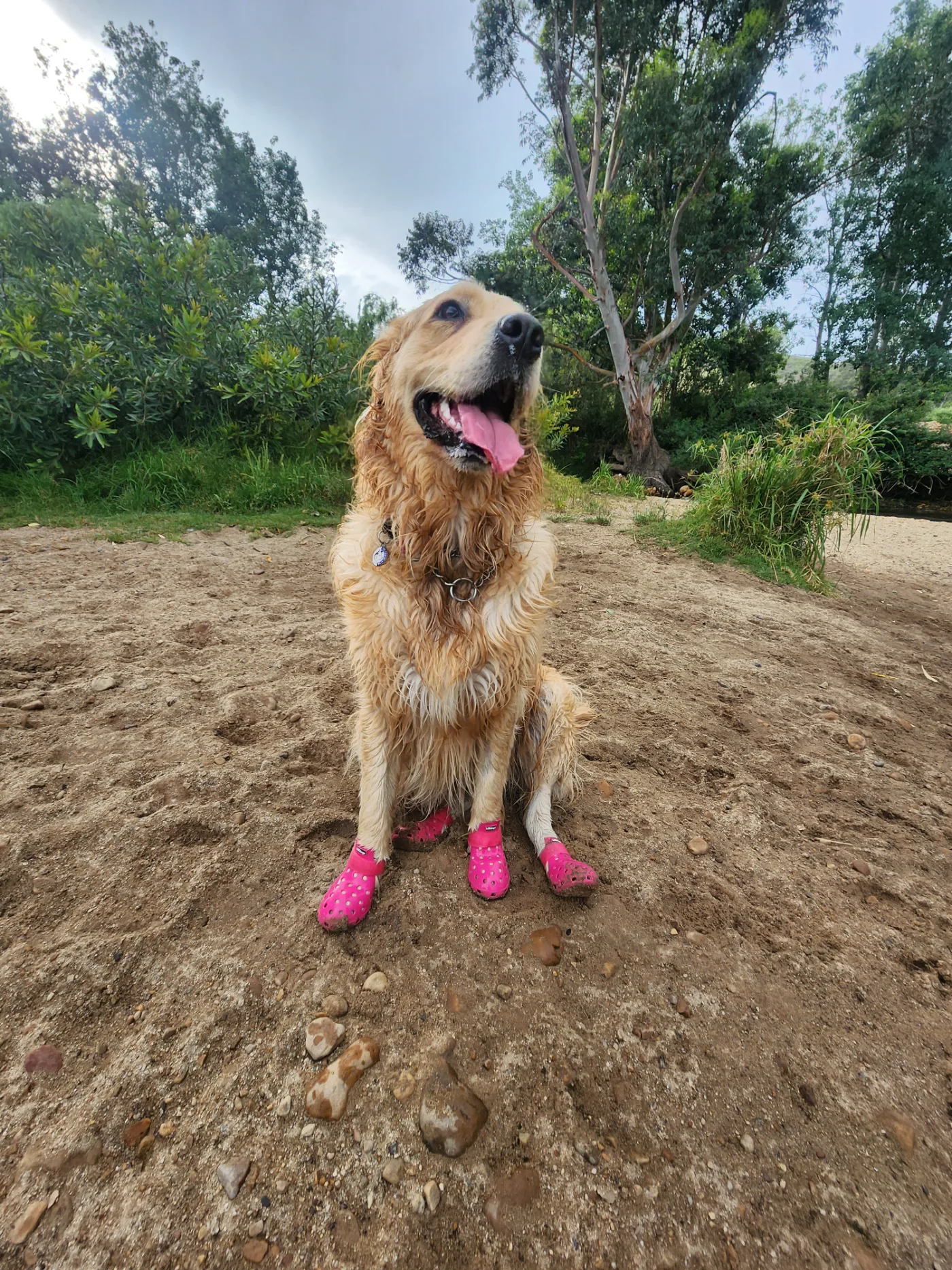 Lana sitting in the mud with her pink boots on, tongue out and absolutely delighted with herself