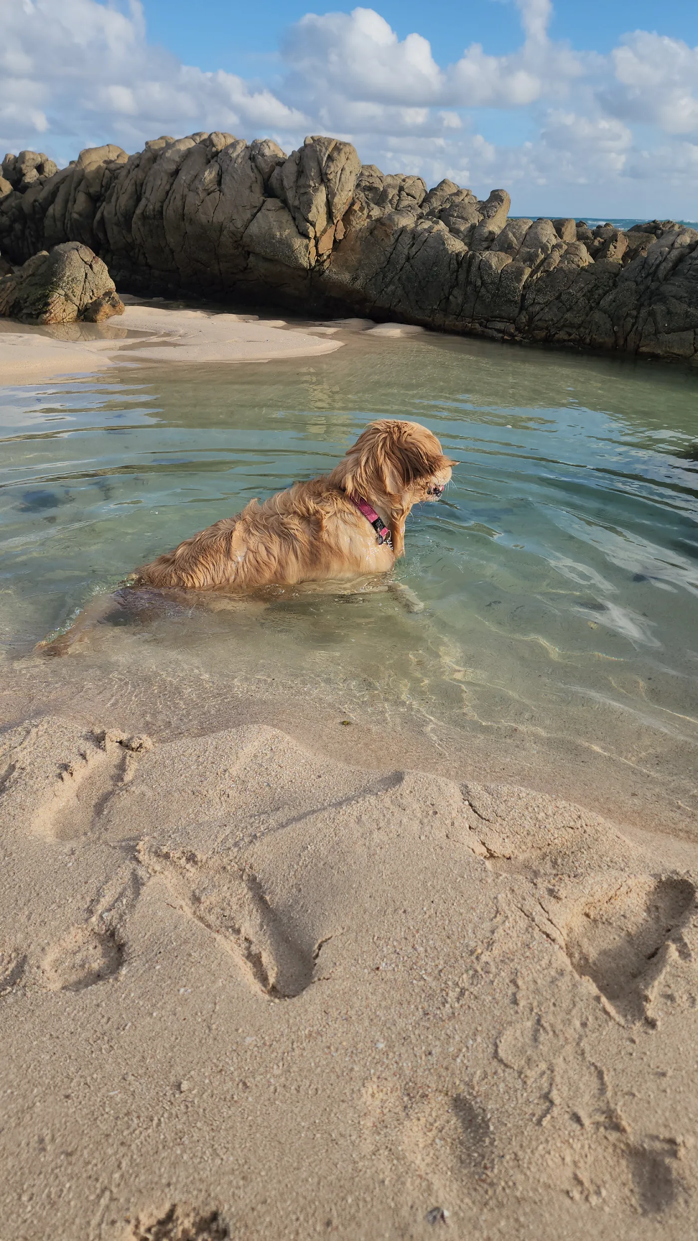 Lana wading into the sea, paw prints visible in the wet sand in the foreground