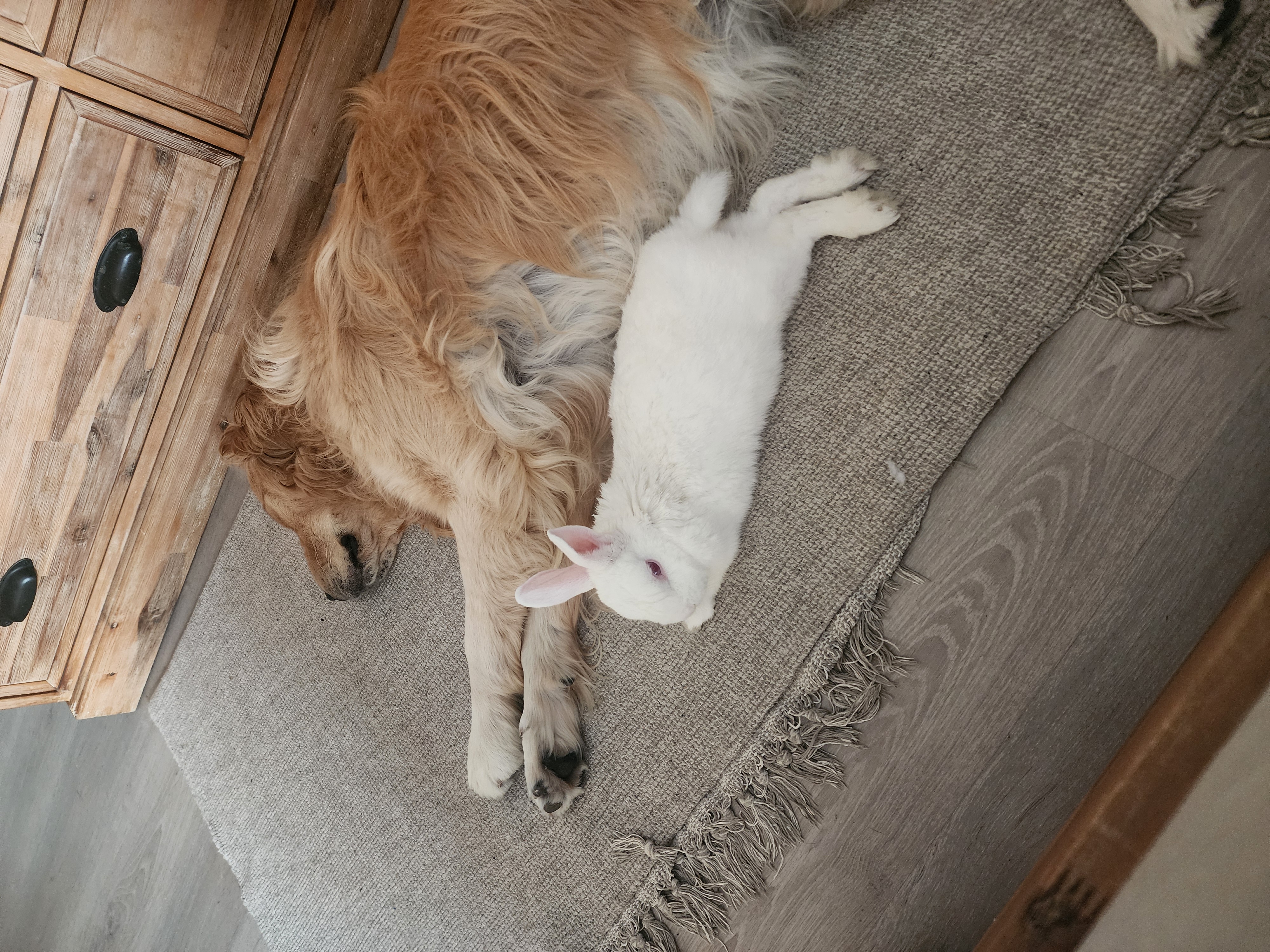 Lana and Marshie flopped together on the rug