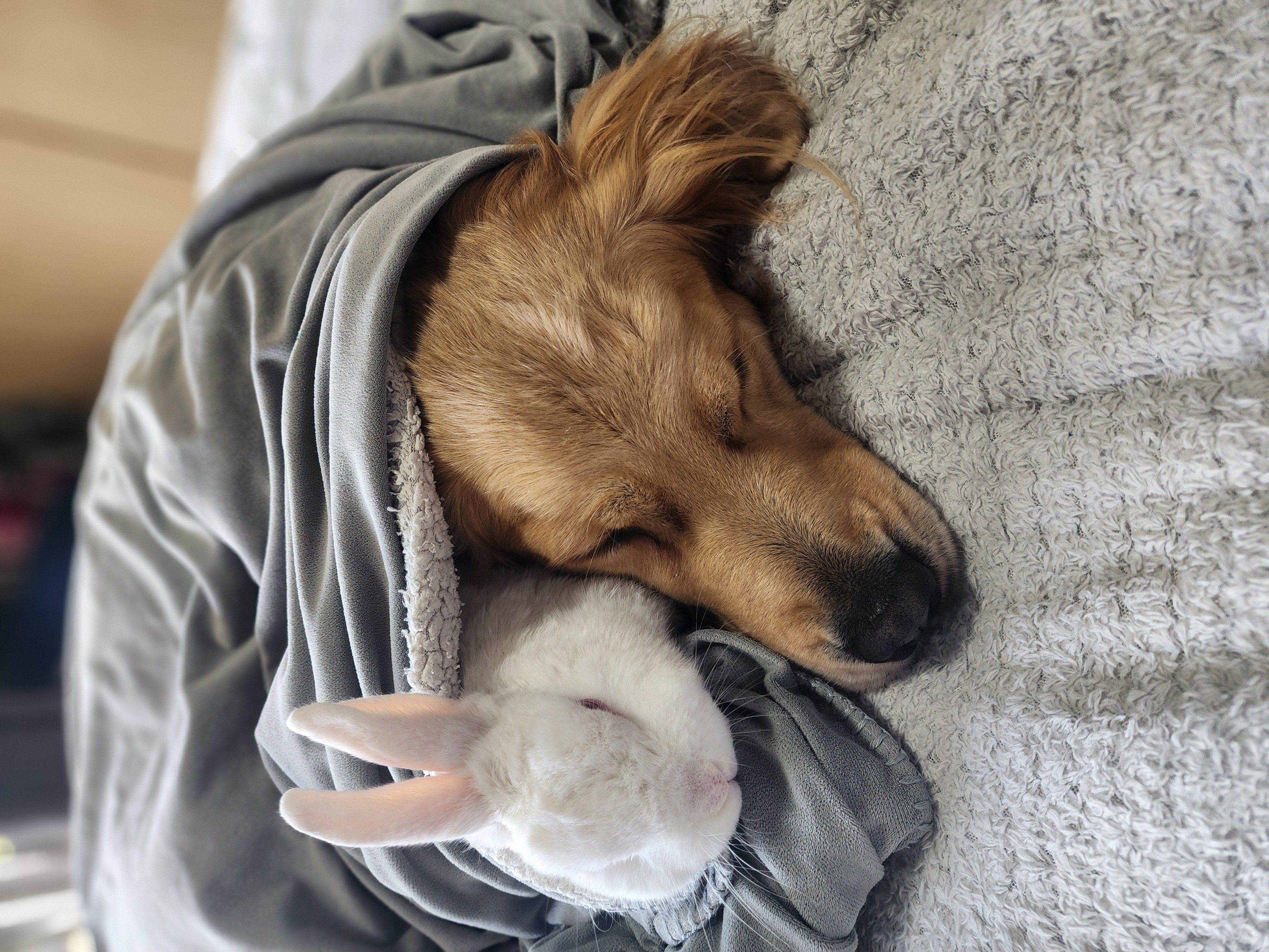 Lana and Marshie tucked together under a grey blanket, cheek to cheek