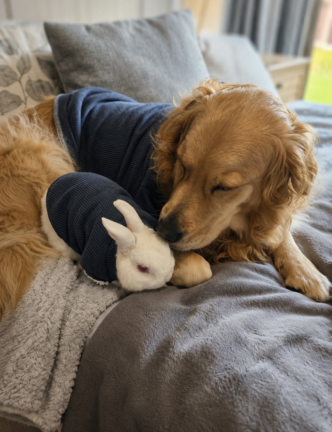 Lana in her little outfit nuzzling Marshie gently on the bed