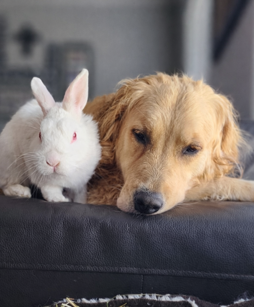 Marshie and Lana side by side on the sofa